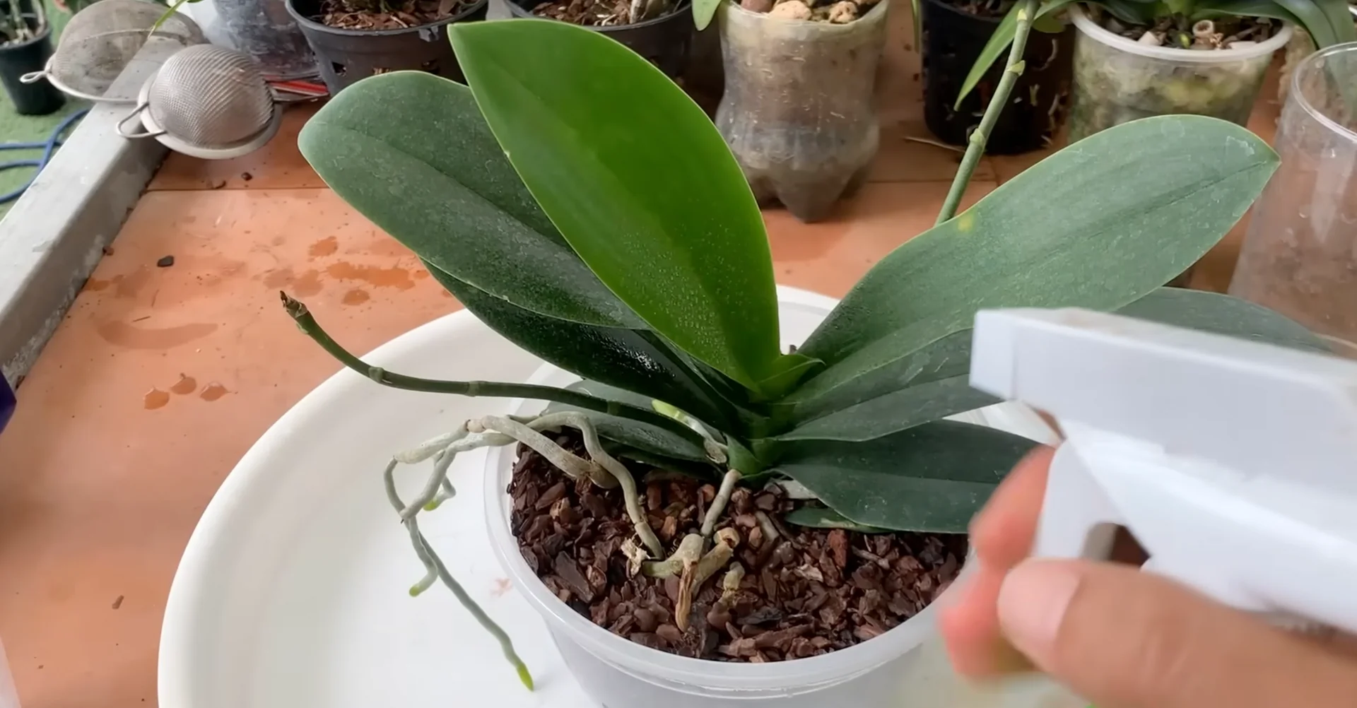 How to Use Coffee for Orchids Without Harming Them? screenshot 8