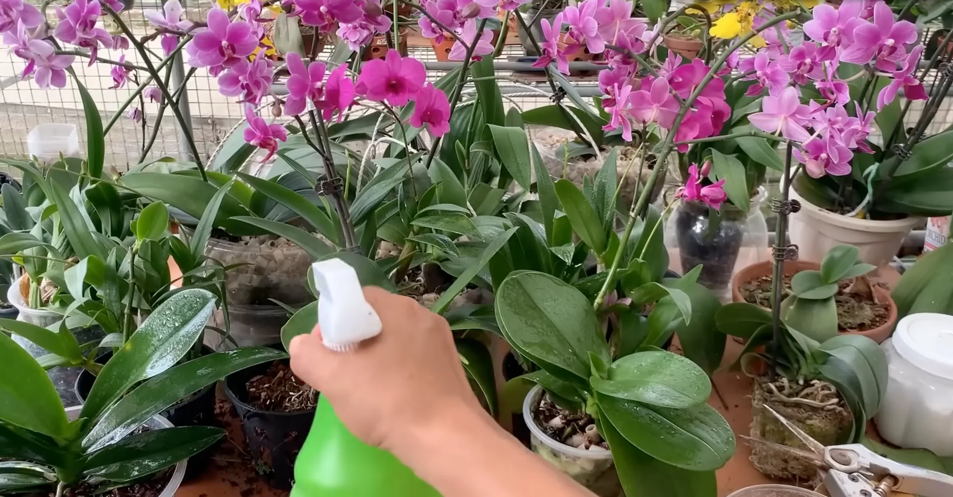 How to Use Coffee for Orchids Without Harming Them? screenshot 9