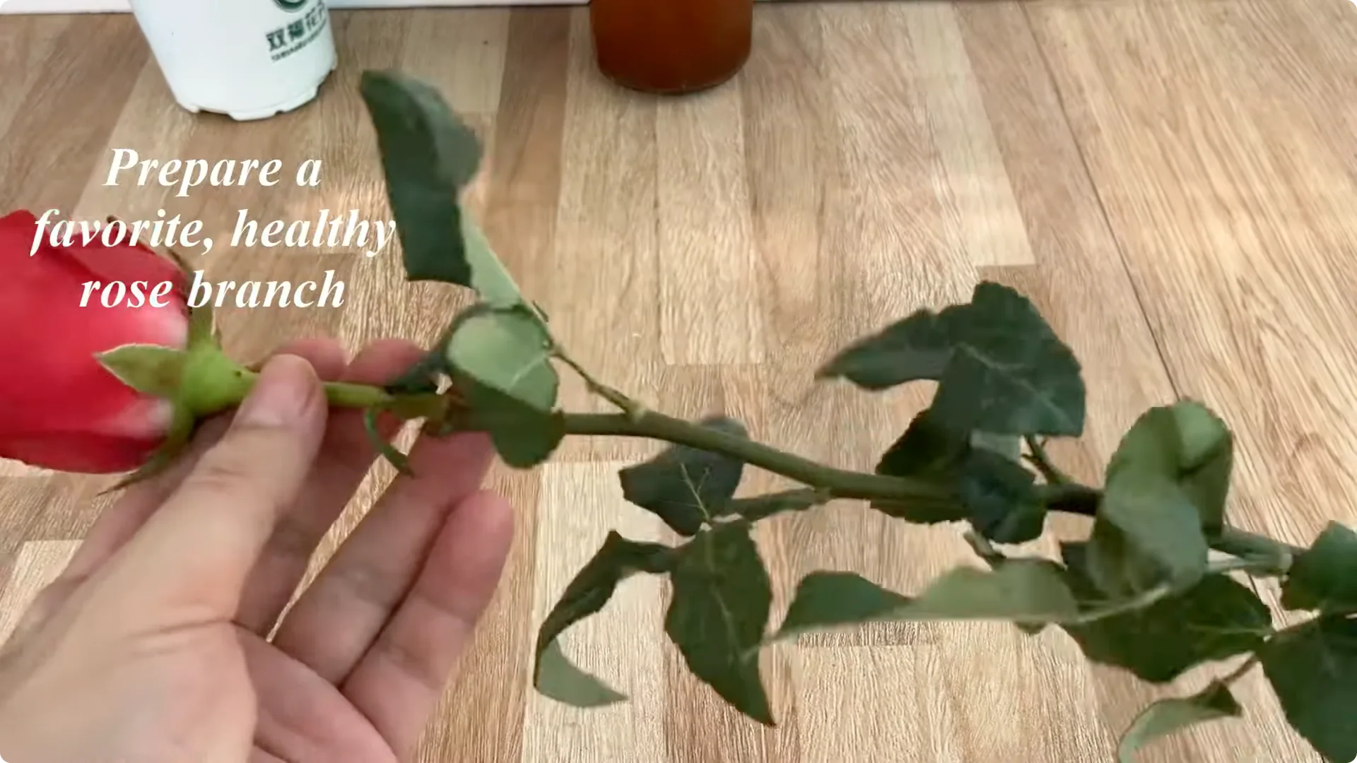 Little-Known Rose Propagation Tips for Stunning Results screenshot 2