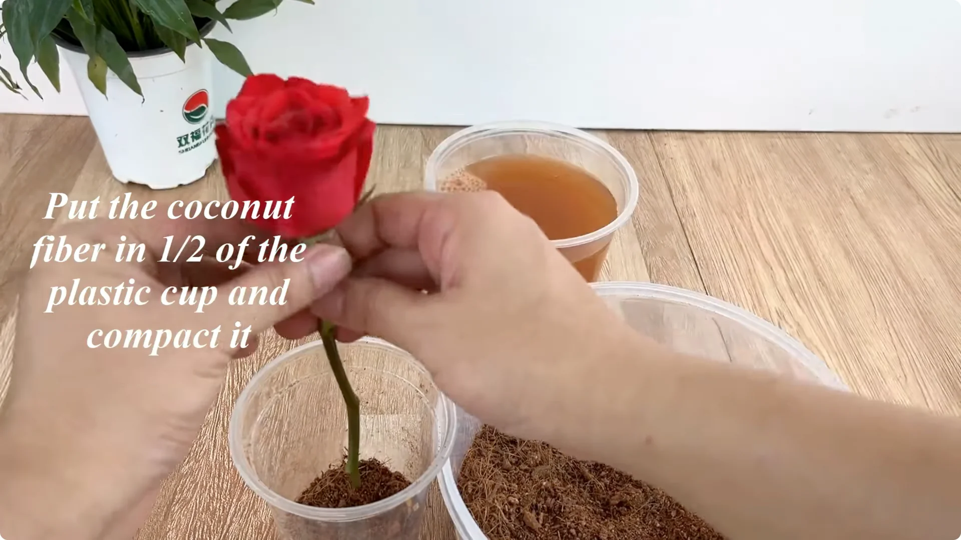 Little-Known Rose Propagation Tips for Stunning Results screenshot 5