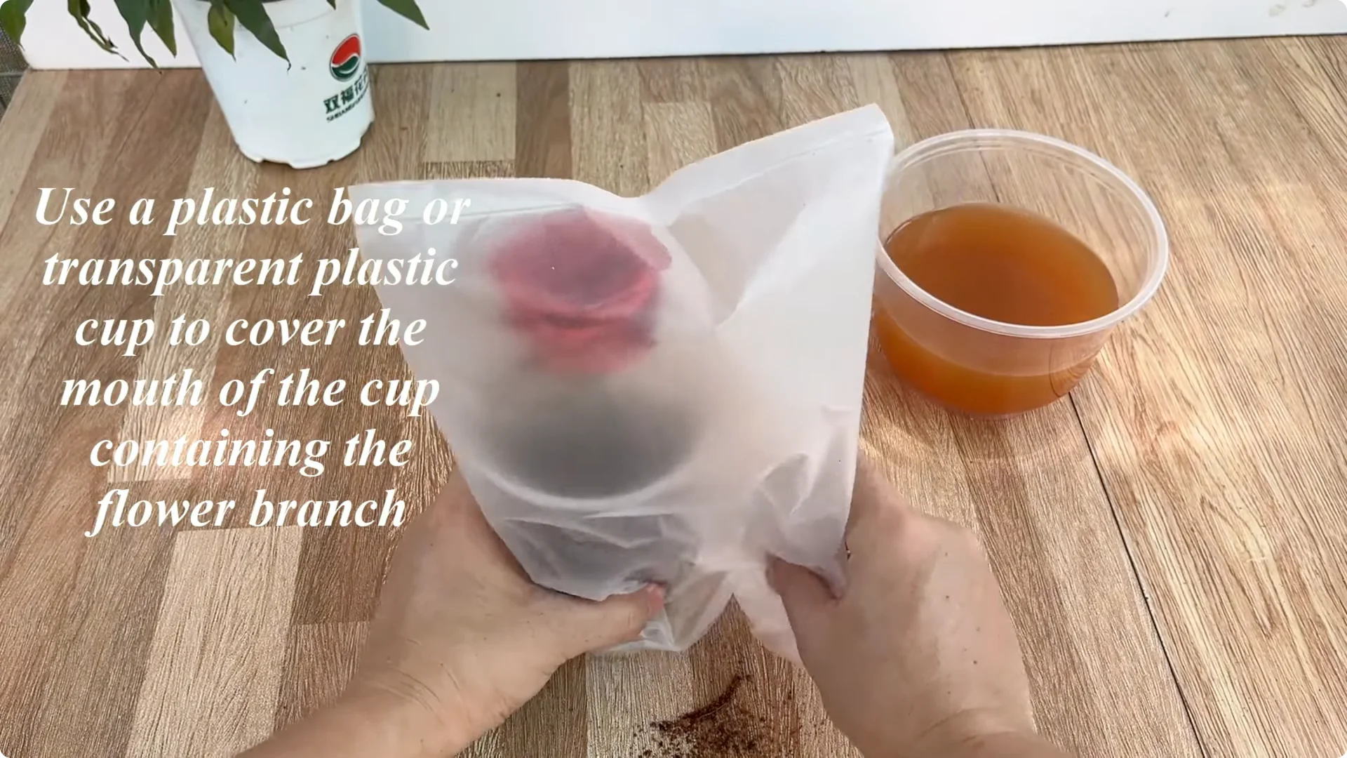 Little-Known Rose Propagation Tips for Stunning Results screenshot 6