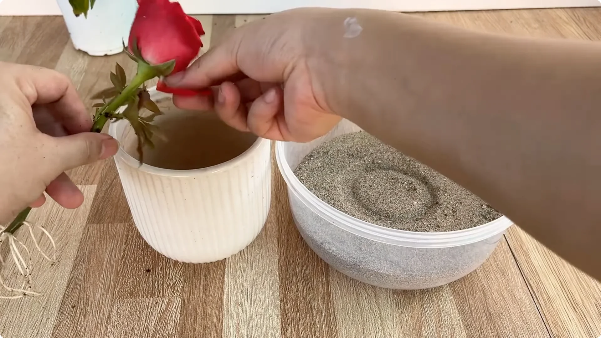 Little-Known Rose Propagation Tips for Stunning Results screenshot 8