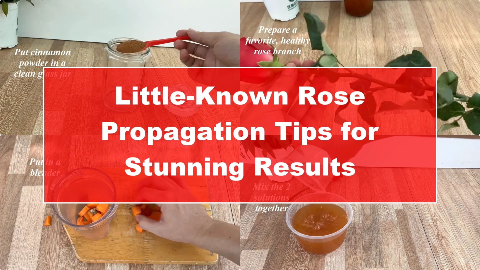 Little-Known Rose Propagation Tips for Stunning Results - Featured Image