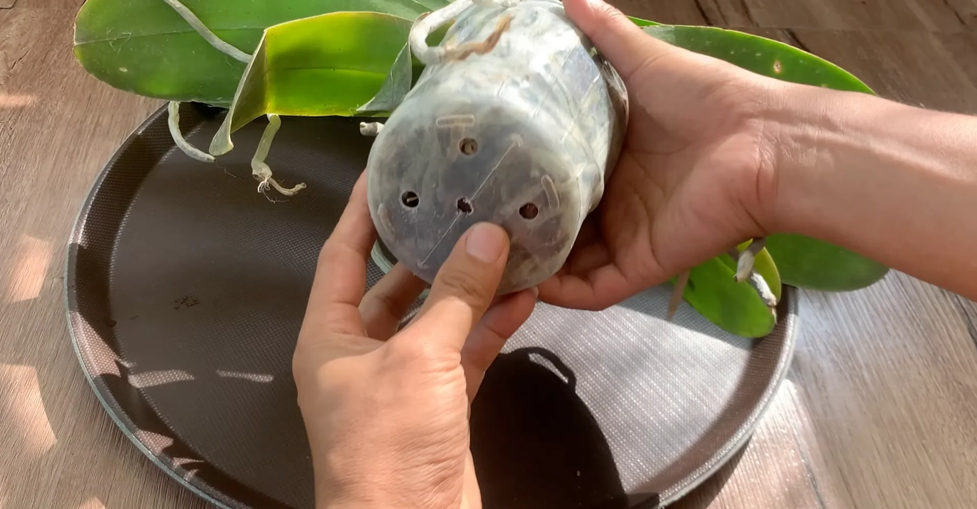 One Spoon Weekly: Unlock Your Orchid’s Secret to Year-Round Blooms screenshot 1