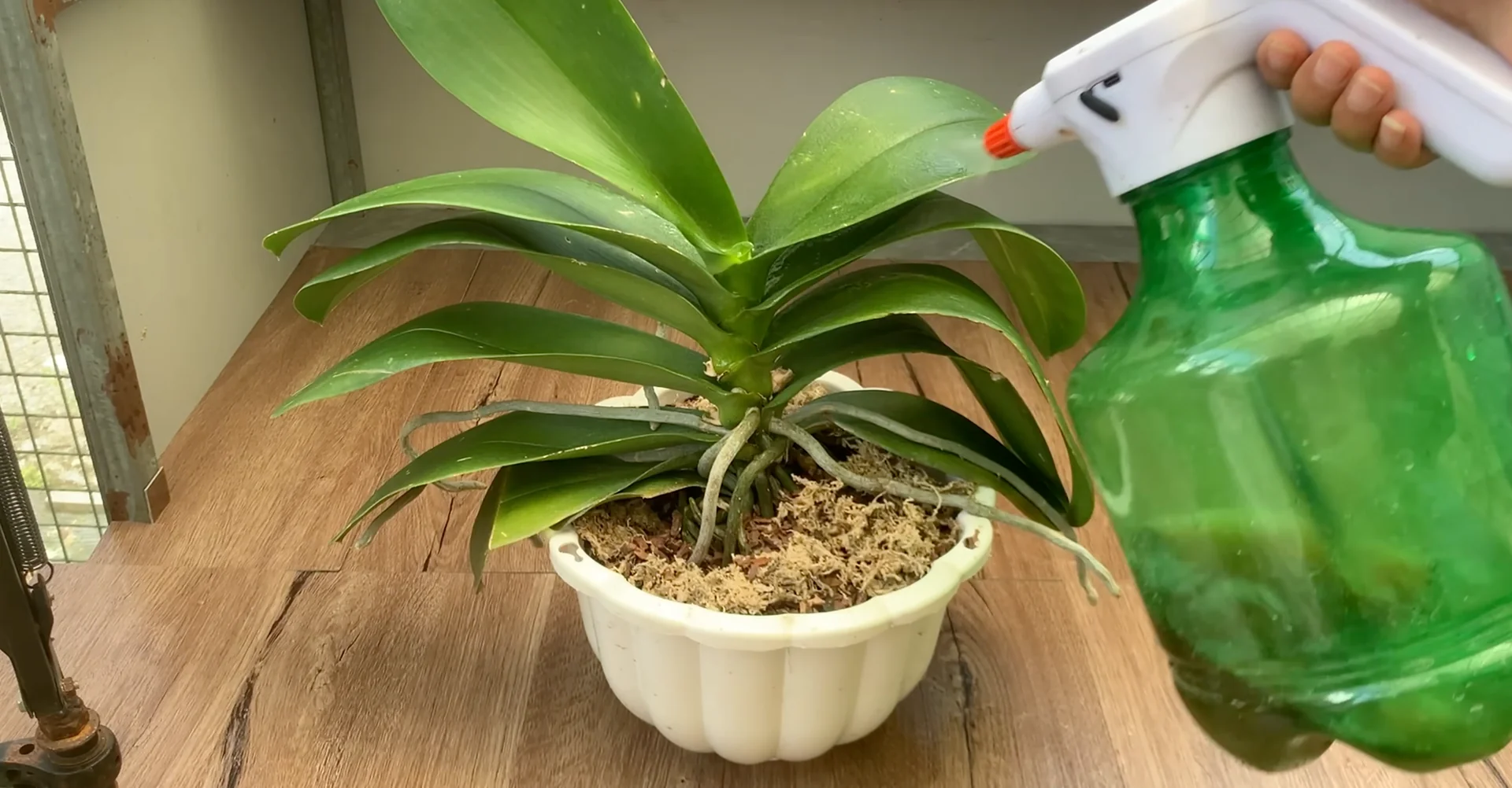 One Spoon Weekly: Unlock Your Orchid’s Secret to Year-Round Blooms screenshot 12