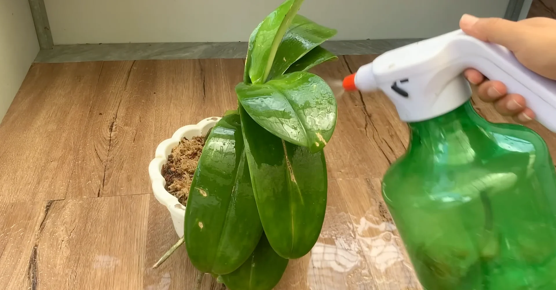 One Spoon Weekly: Unlock Your Orchid’s Secret to Year-Round Blooms screenshot 13