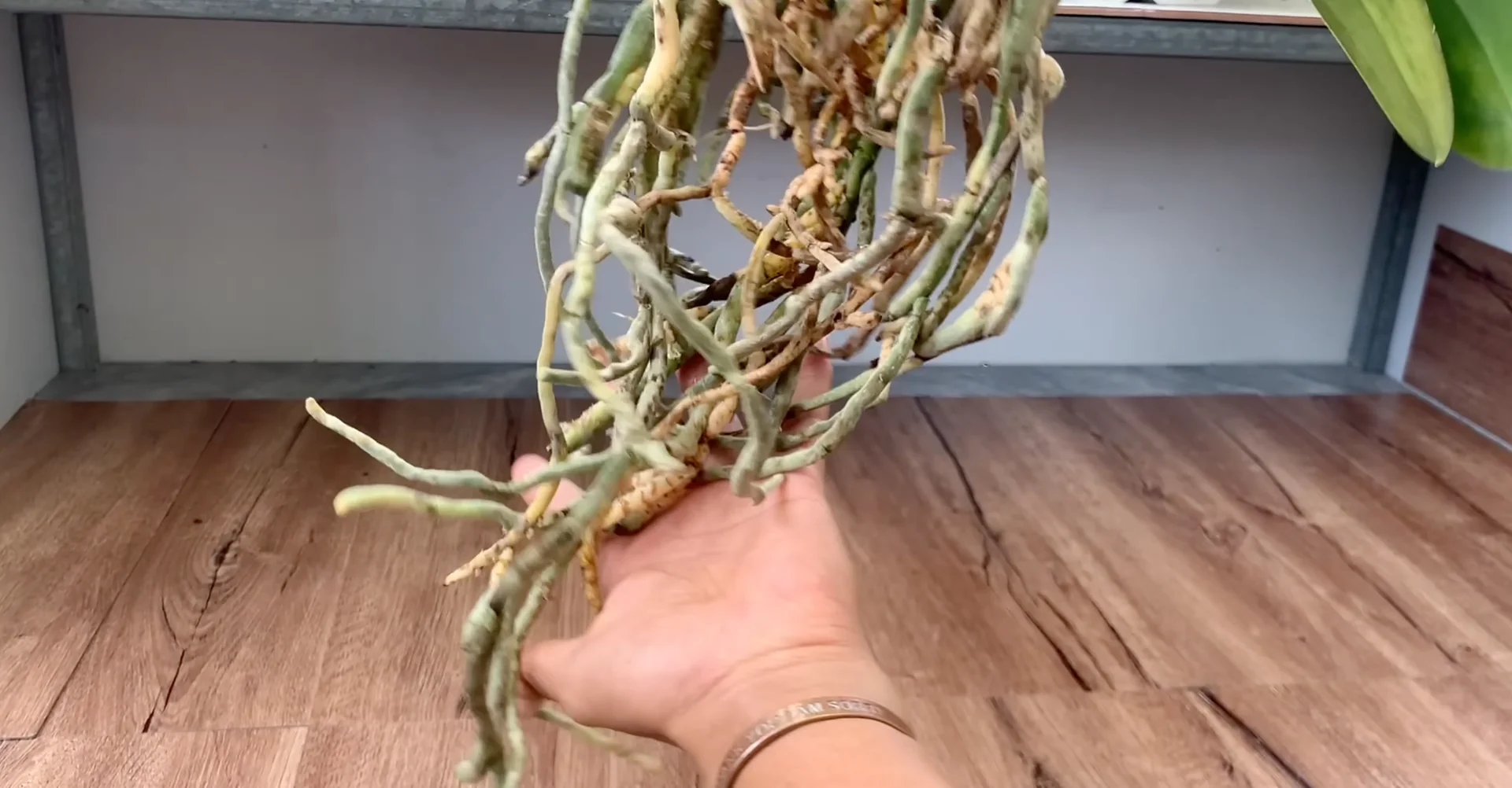 One Spoon Weekly: Unlock Your Orchid’s Secret to Year-Round Blooms screenshot 14