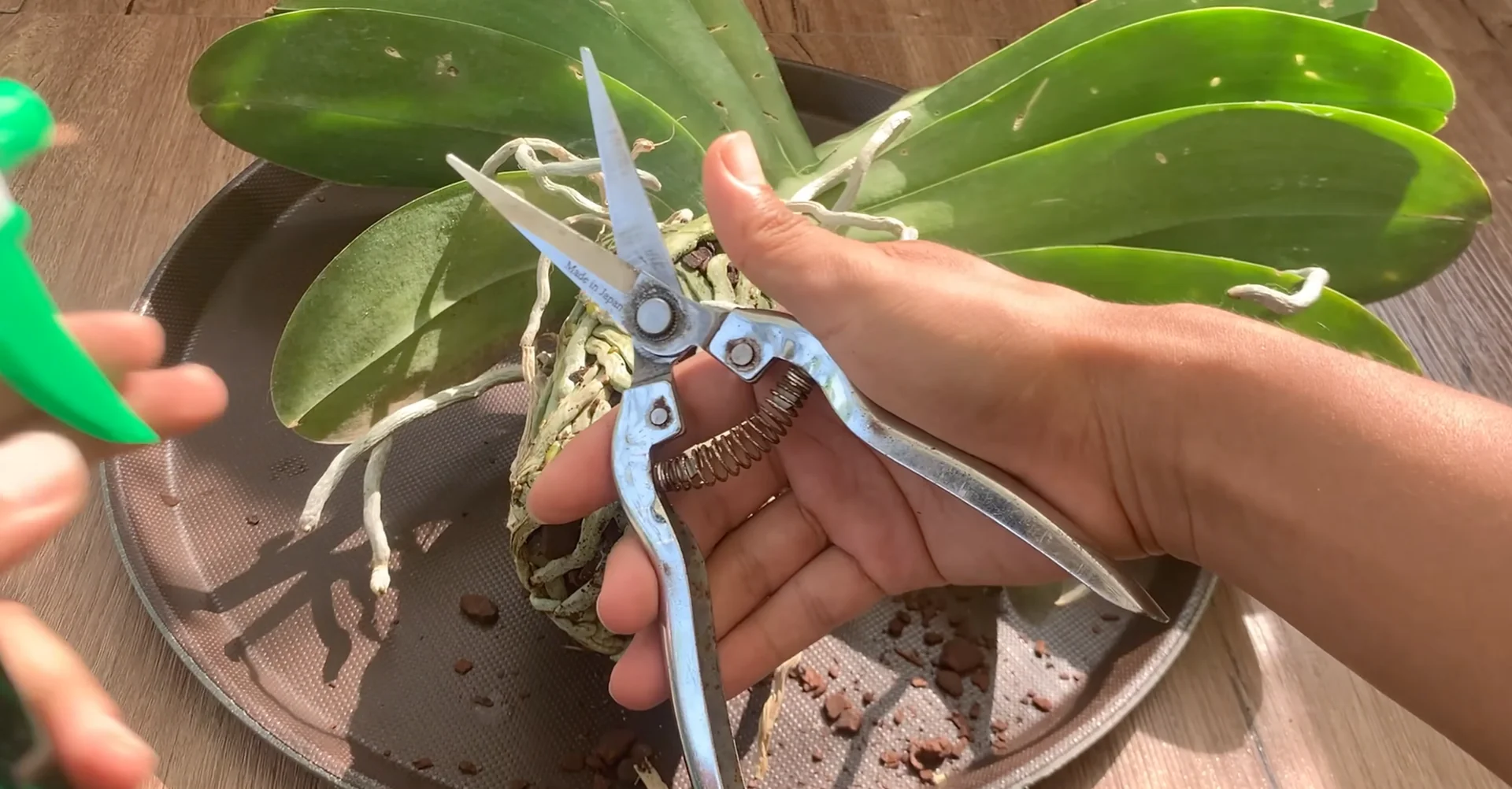 One Spoon Weekly: Unlock Your Orchid’s Secret to Year-Round Blooms screenshot 2