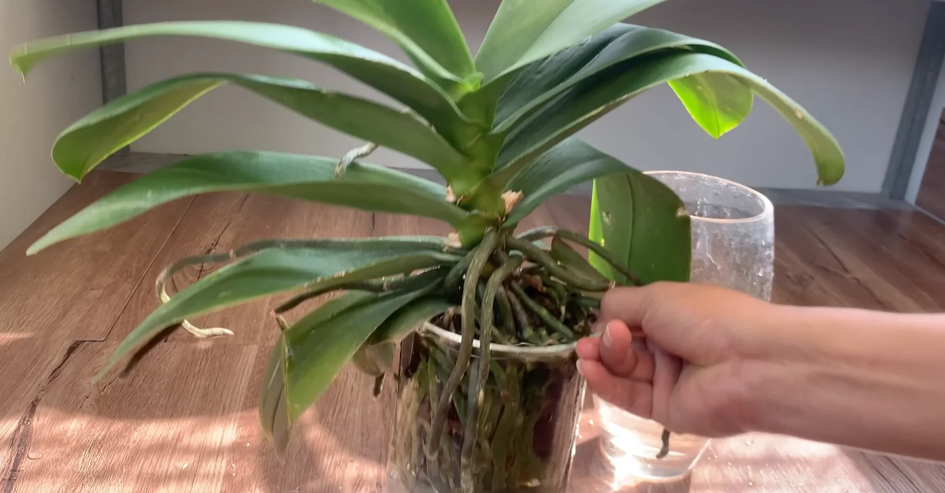 One Spoon Weekly: Unlock Your Orchid’s Secret to Year-Round Blooms screenshot 3