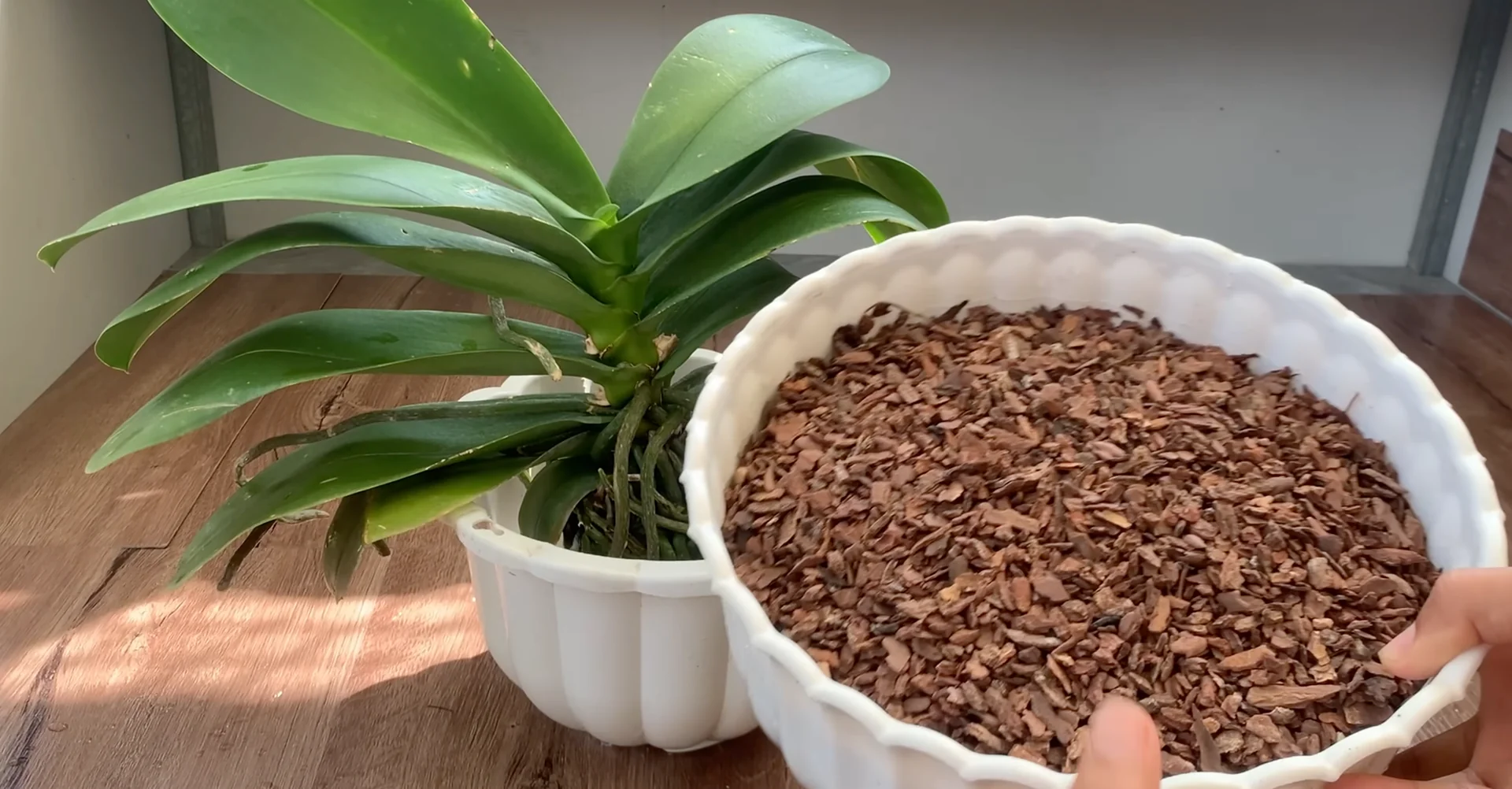 One Spoon Weekly: Unlock Your Orchid’s Secret to Year-Round Blooms screenshot 4