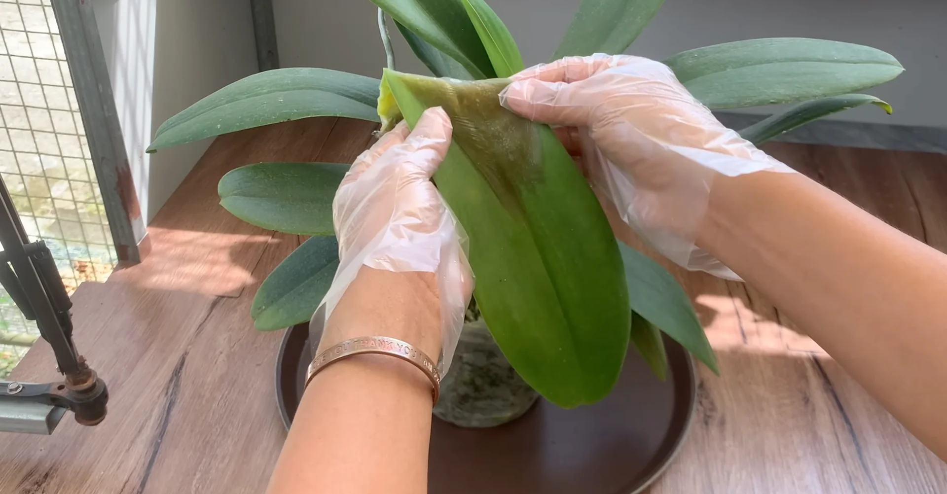 One Spoon Weekly: Unlock Your Orchid’s Secret to Year-Round Blooms screenshot 5
