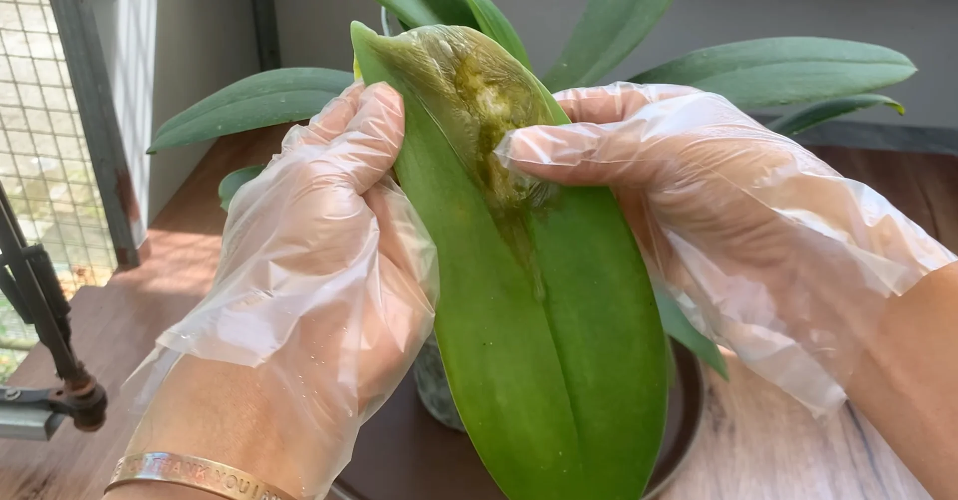 One Spoon Weekly: Unlock Your Orchid’s Secret to Year-Round Blooms screenshot 6