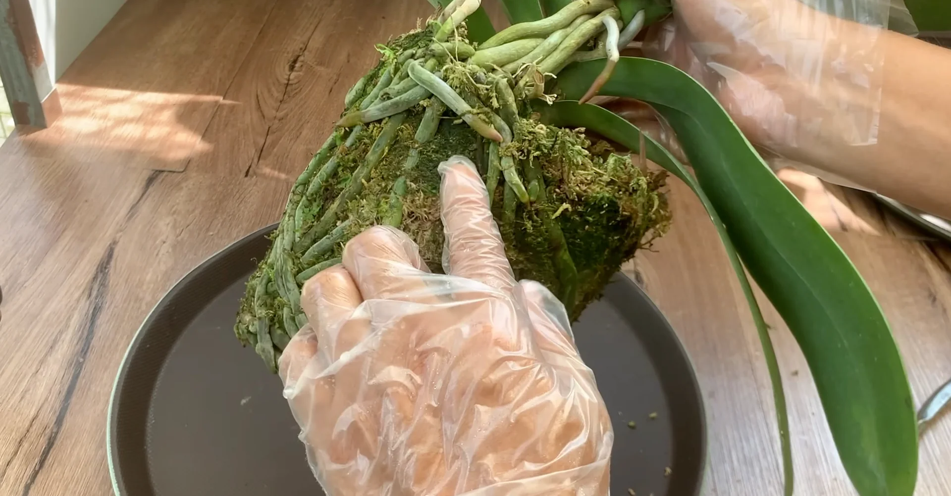 One Spoon Weekly: Unlock Your Orchid’s Secret to Year-Round Blooms screenshot 7