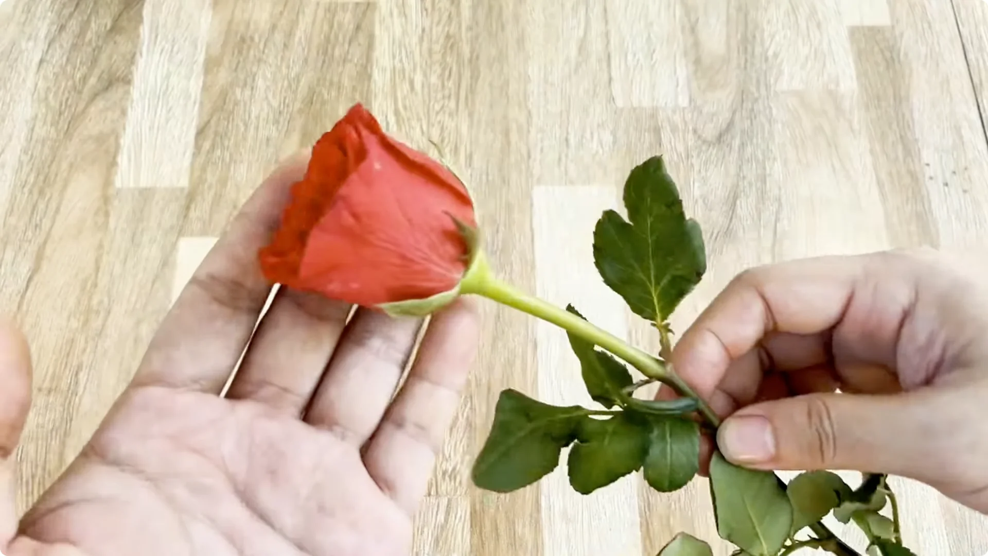 One Spoonful to Make Rose Branches Root and Bloom Fast screenshot 3
