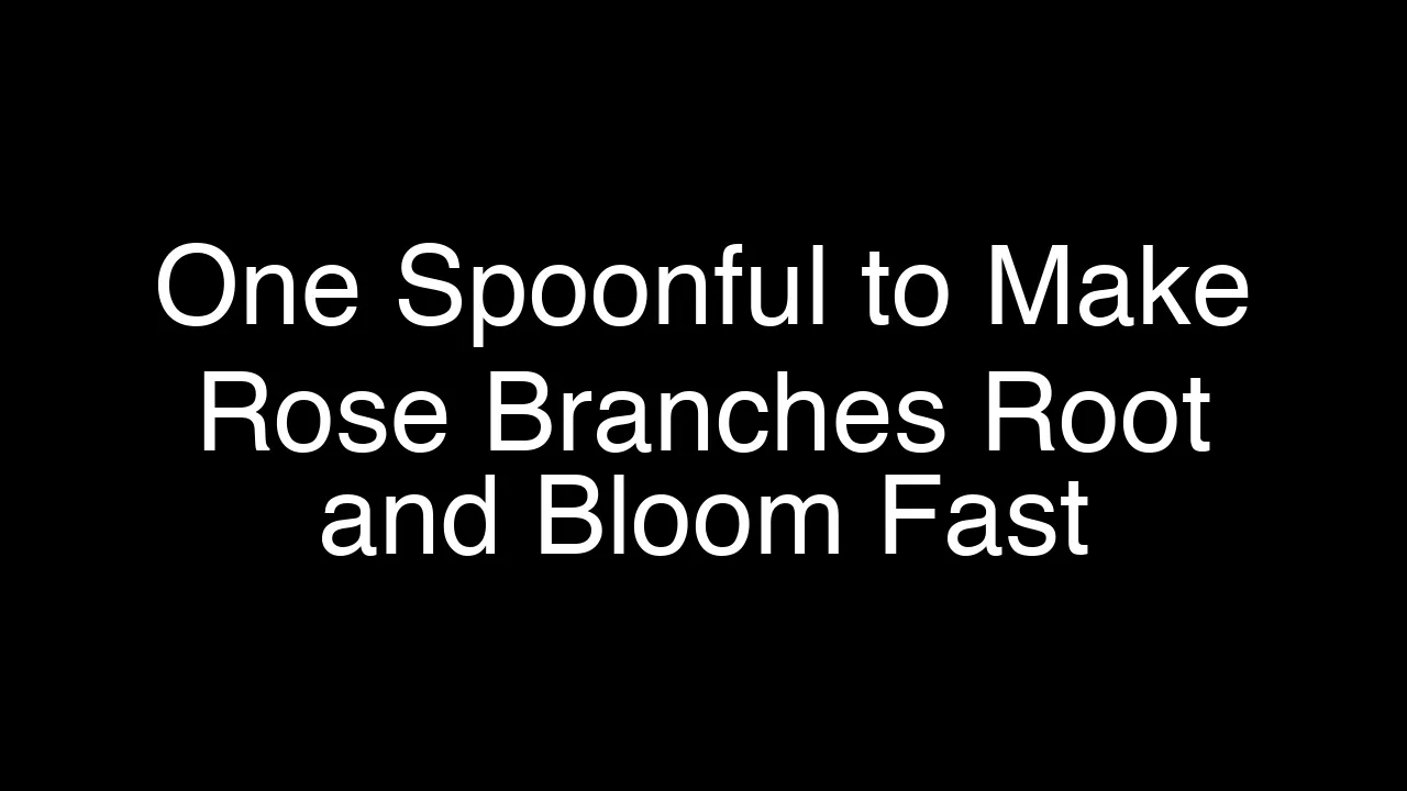 One Spoonful to Make Rose Branches Root and Bloom Fast