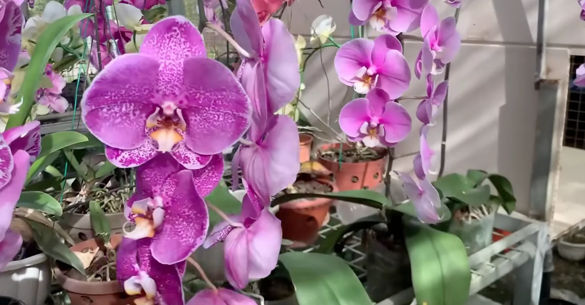 The One Trick That Makes Orchids Grow 100 Branches and Bloom Year-Round screenshot 1
