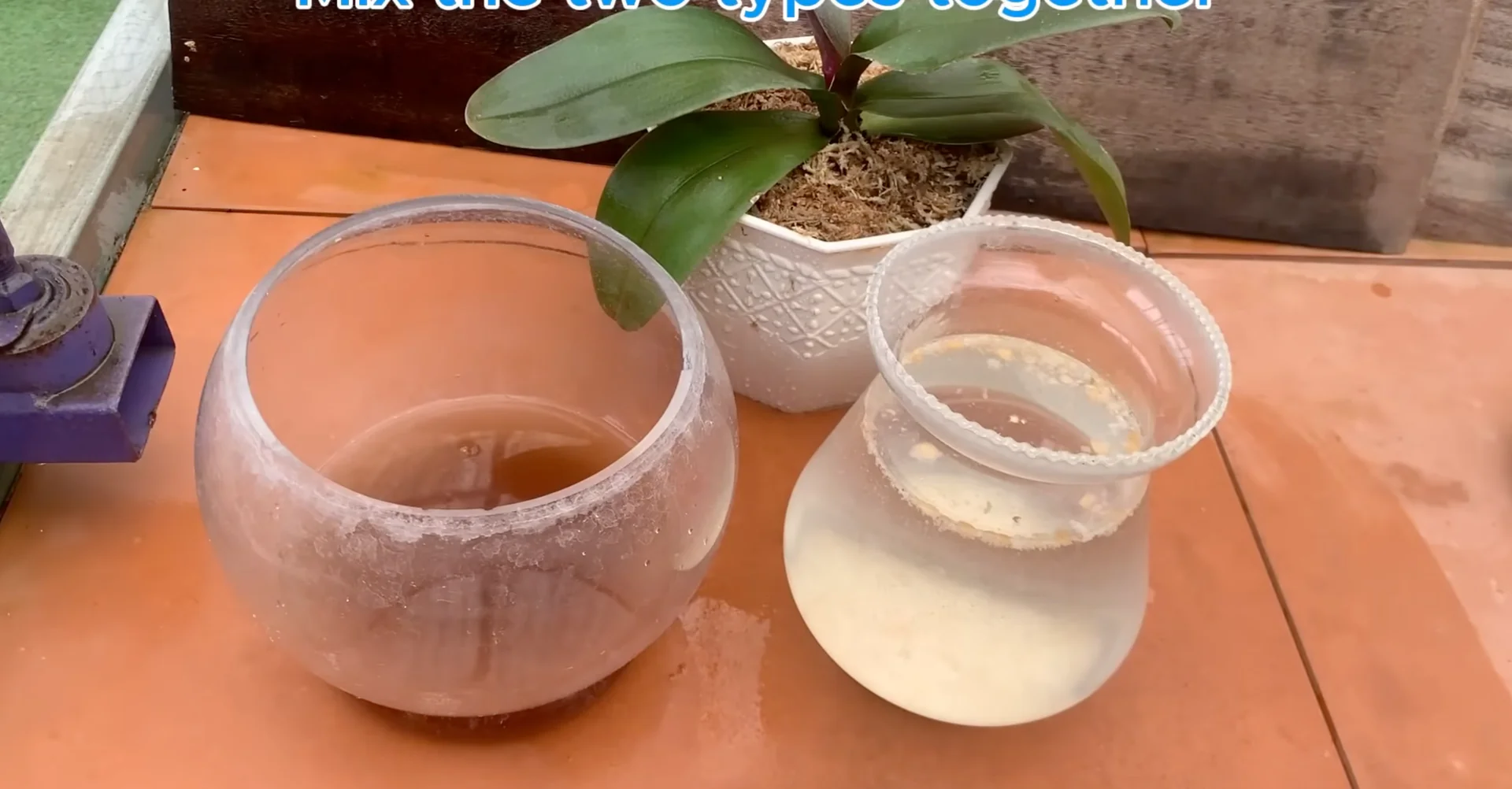 The One Trick That Makes Orchids Grow 100 Branches and Bloom Year-Round screenshot 10