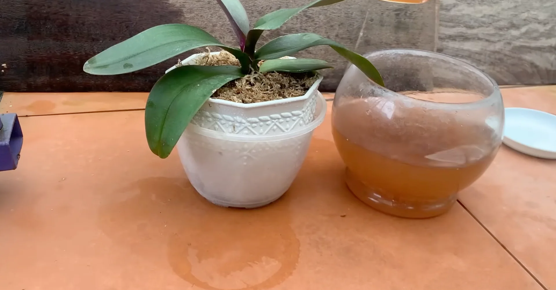 The One Trick That Makes Orchids Grow 100 Branches and Bloom Year-Round screenshot 11