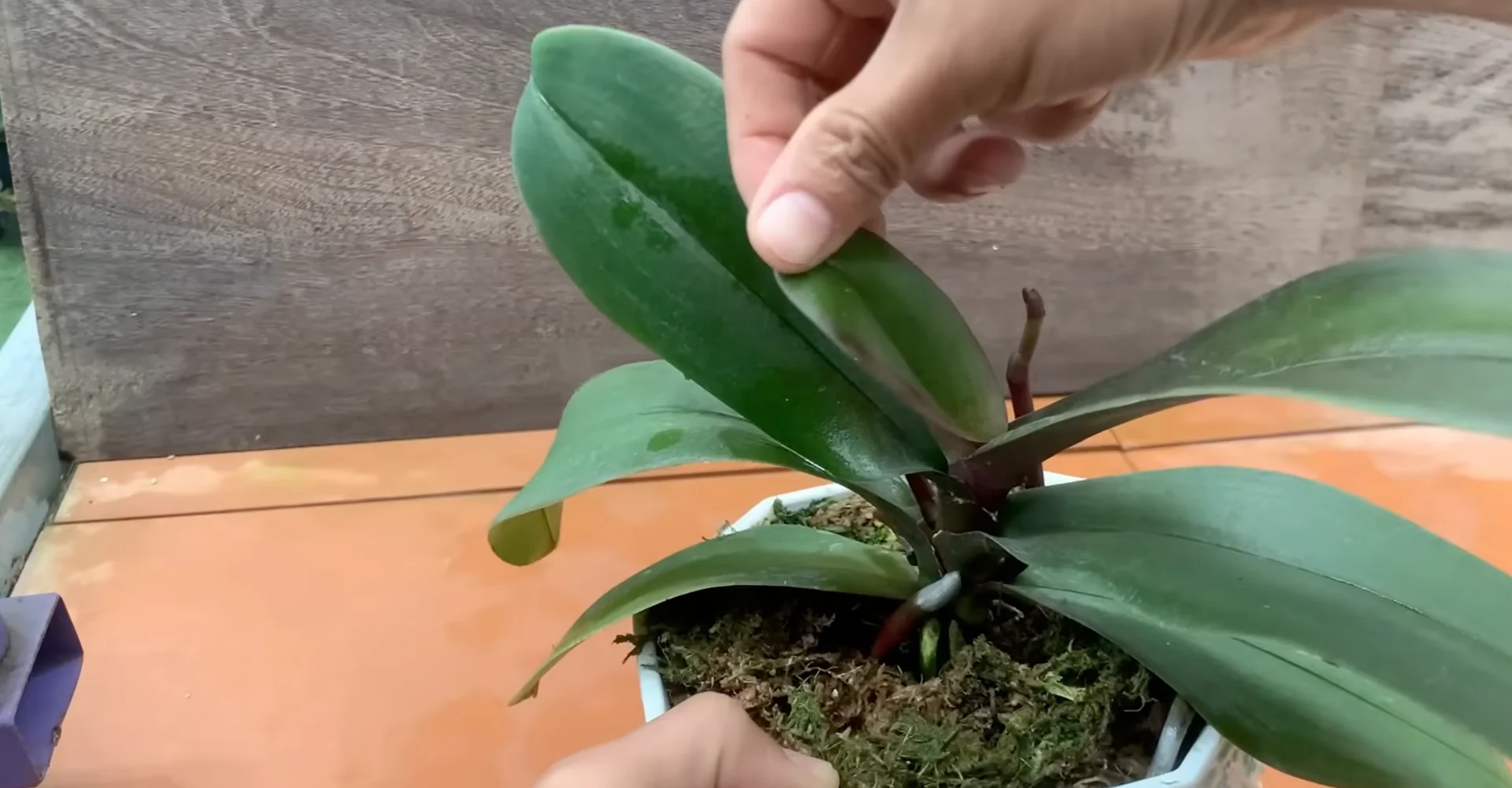 The One Trick That Makes Orchids Grow 100 Branches and Bloom Year-Round screenshot 12