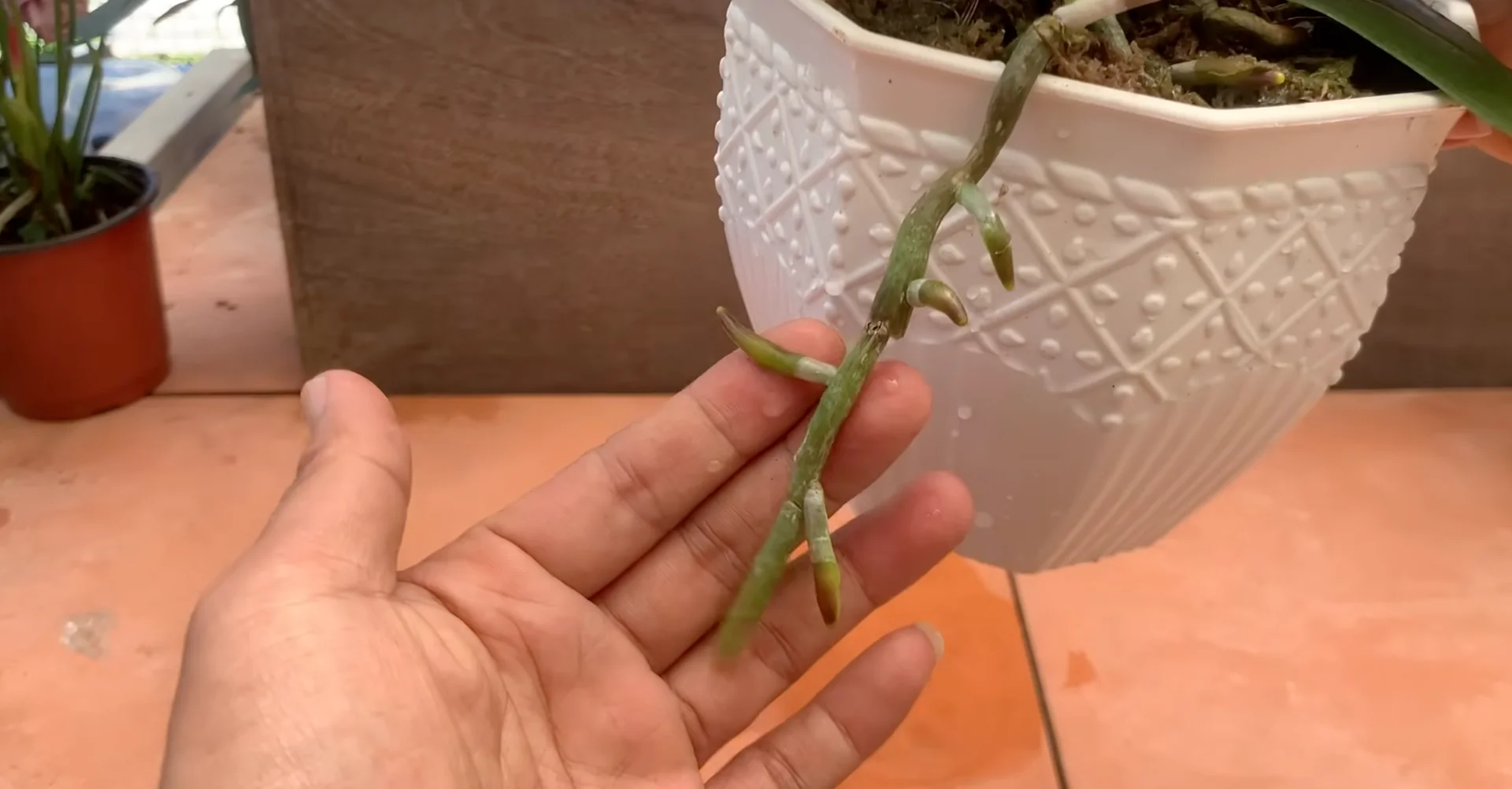 The One Trick That Makes Orchids Grow 100 Branches and Bloom Year-Round screenshot 13