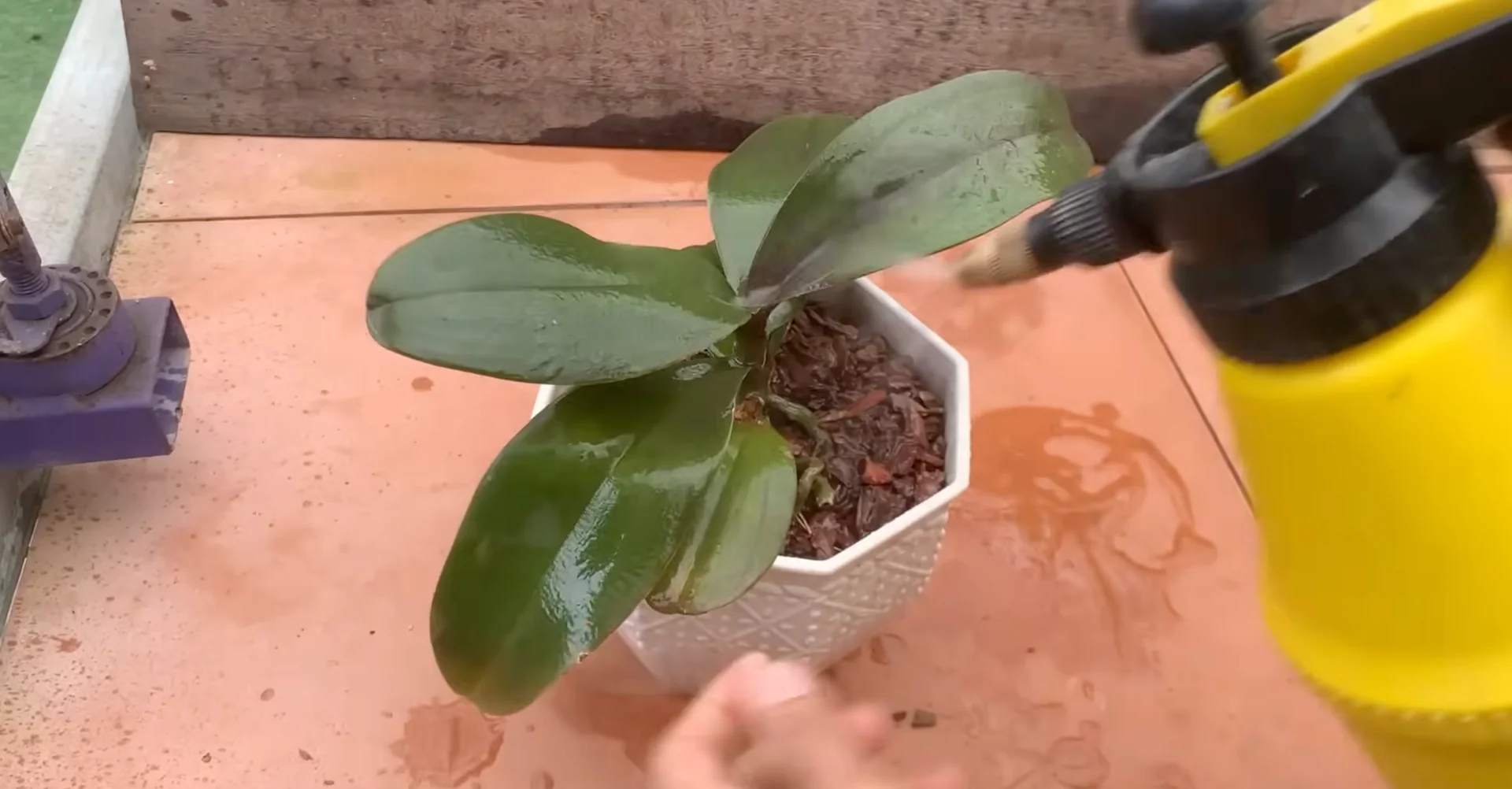 The One Trick That Makes Orchids Grow 100 Branches and Bloom Year-Round screenshot 7