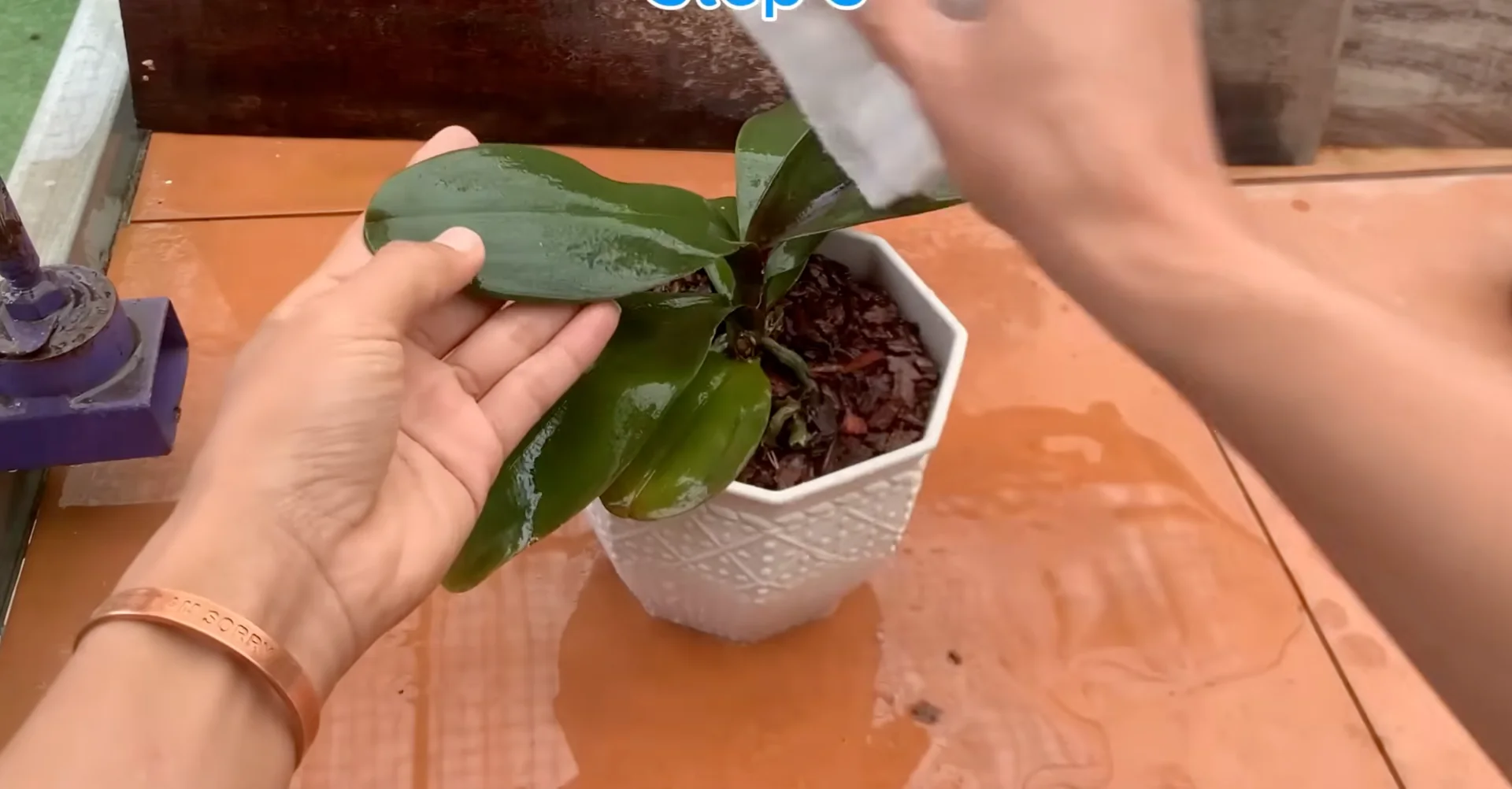 The One Trick That Makes Orchids Grow 100 Branches and Bloom Year-Round screenshot 8