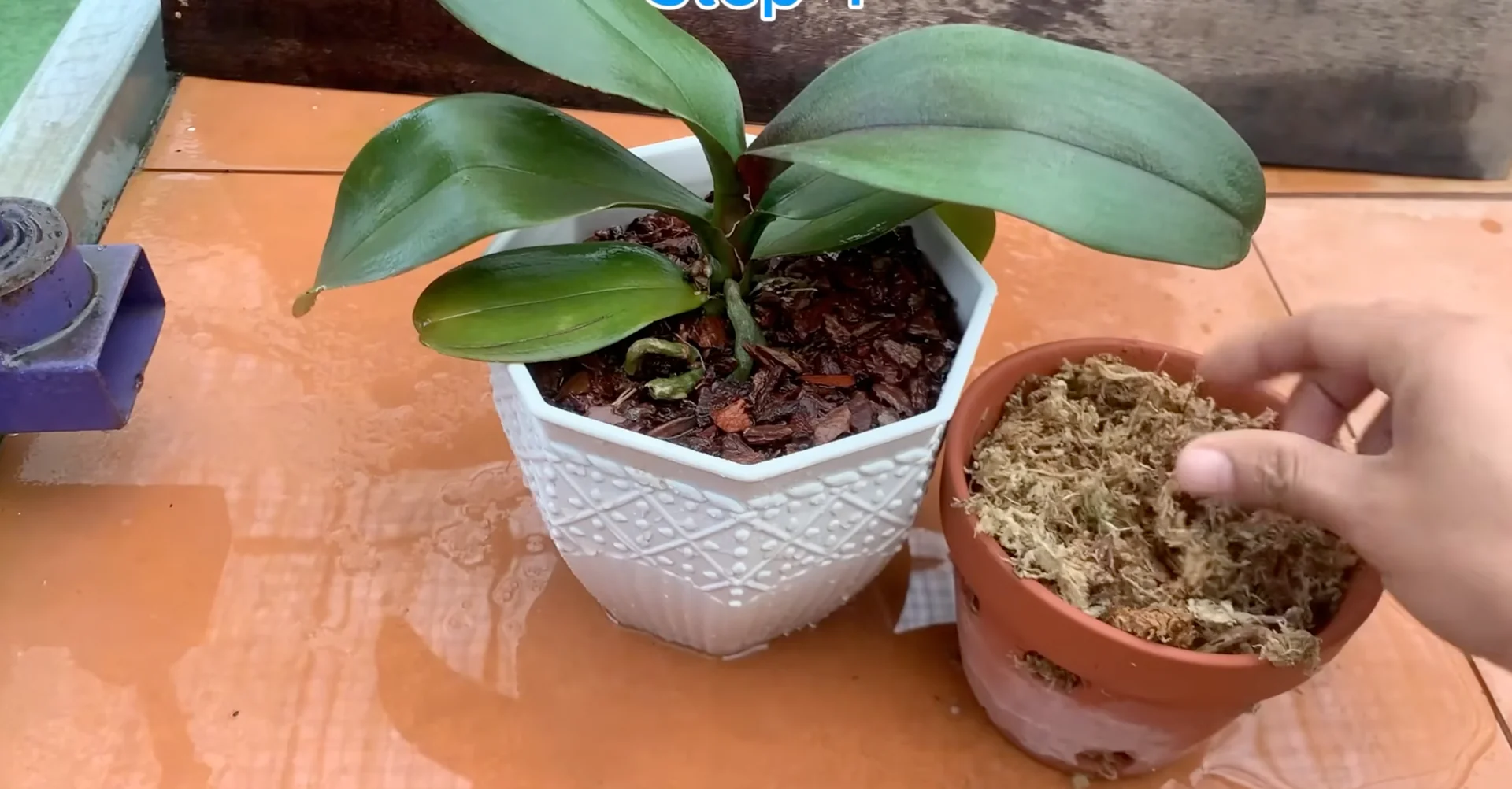 The One Trick That Makes Orchids Grow 100 Branches and Bloom Year-Round screenshot 9