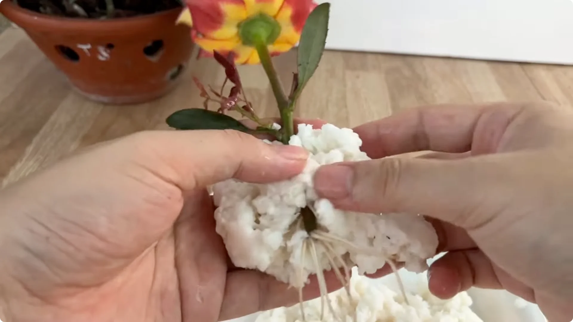 The Secret Spoonful That Makes Roses Grow Overnight screenshot 16
