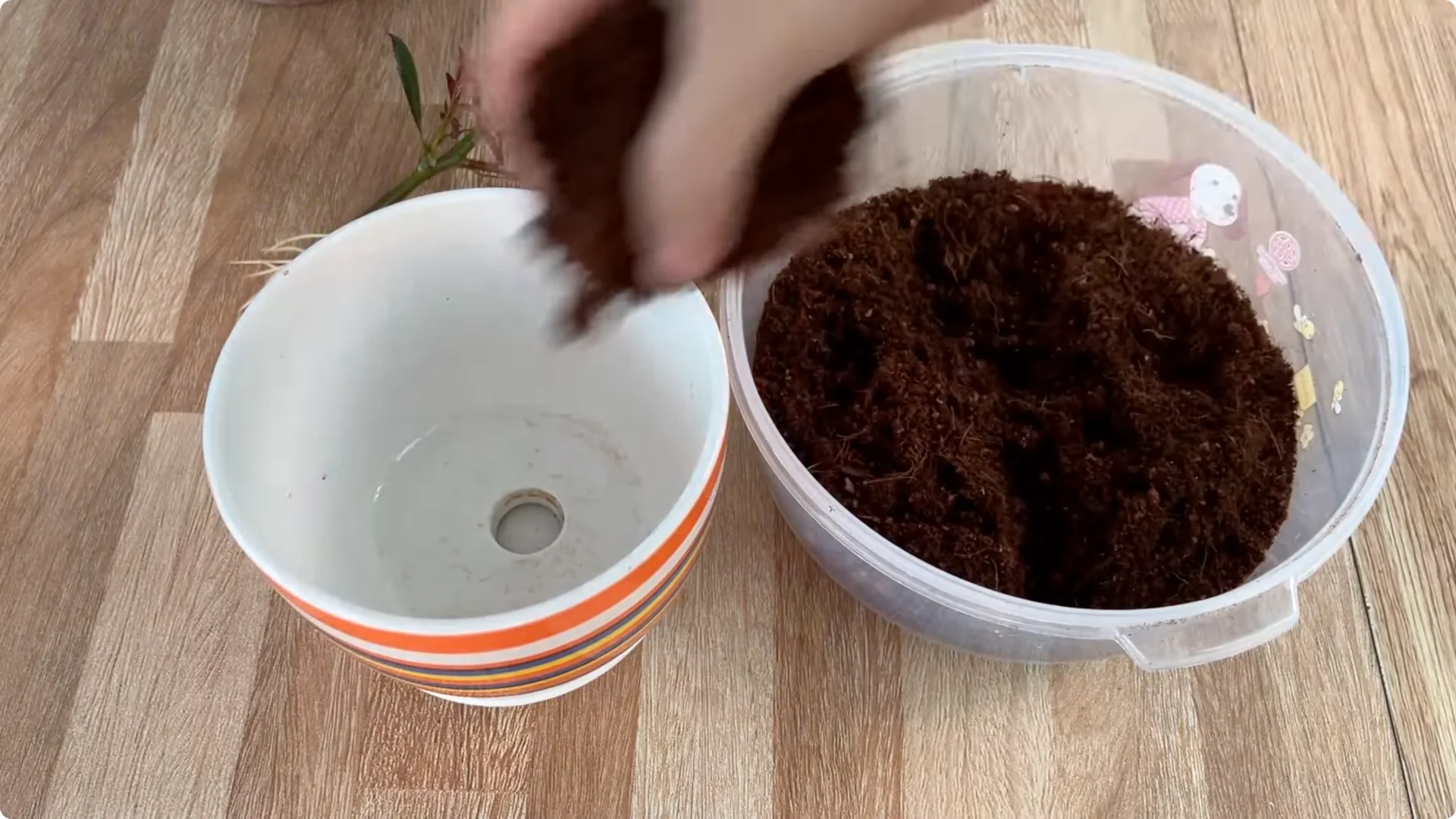 The Secret Spoonful That Makes Roses Grow Overnight screenshot 17
