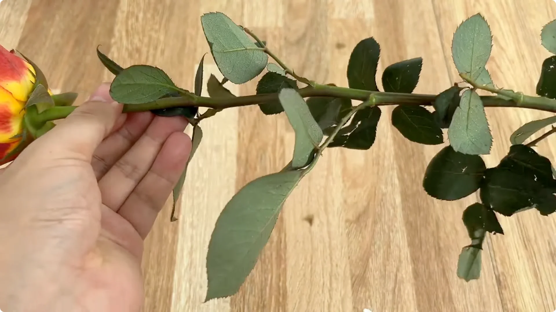 The Secret Spoonful That Makes Roses Grow Overnight screenshot 4