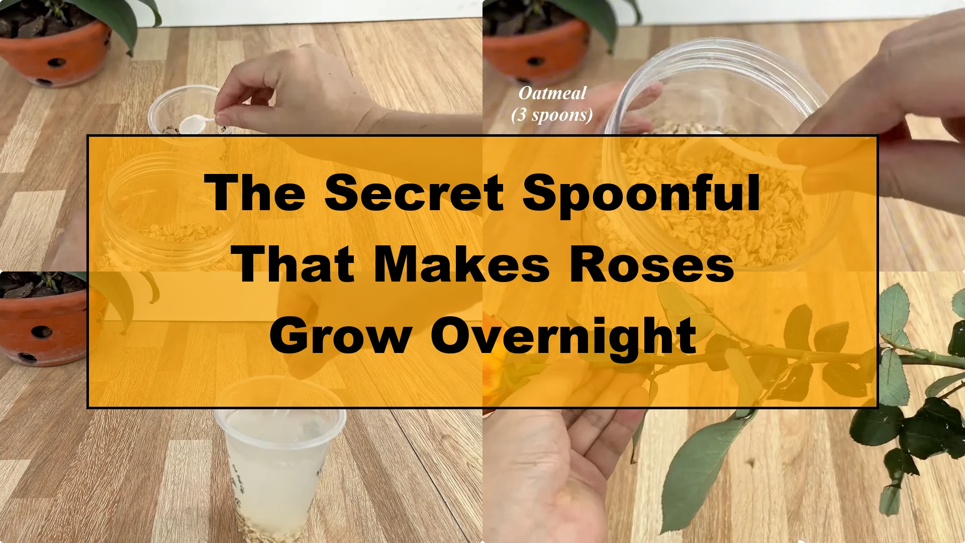 The Secret Spoonful That Makes Roses Grow Overnight - Featured Image