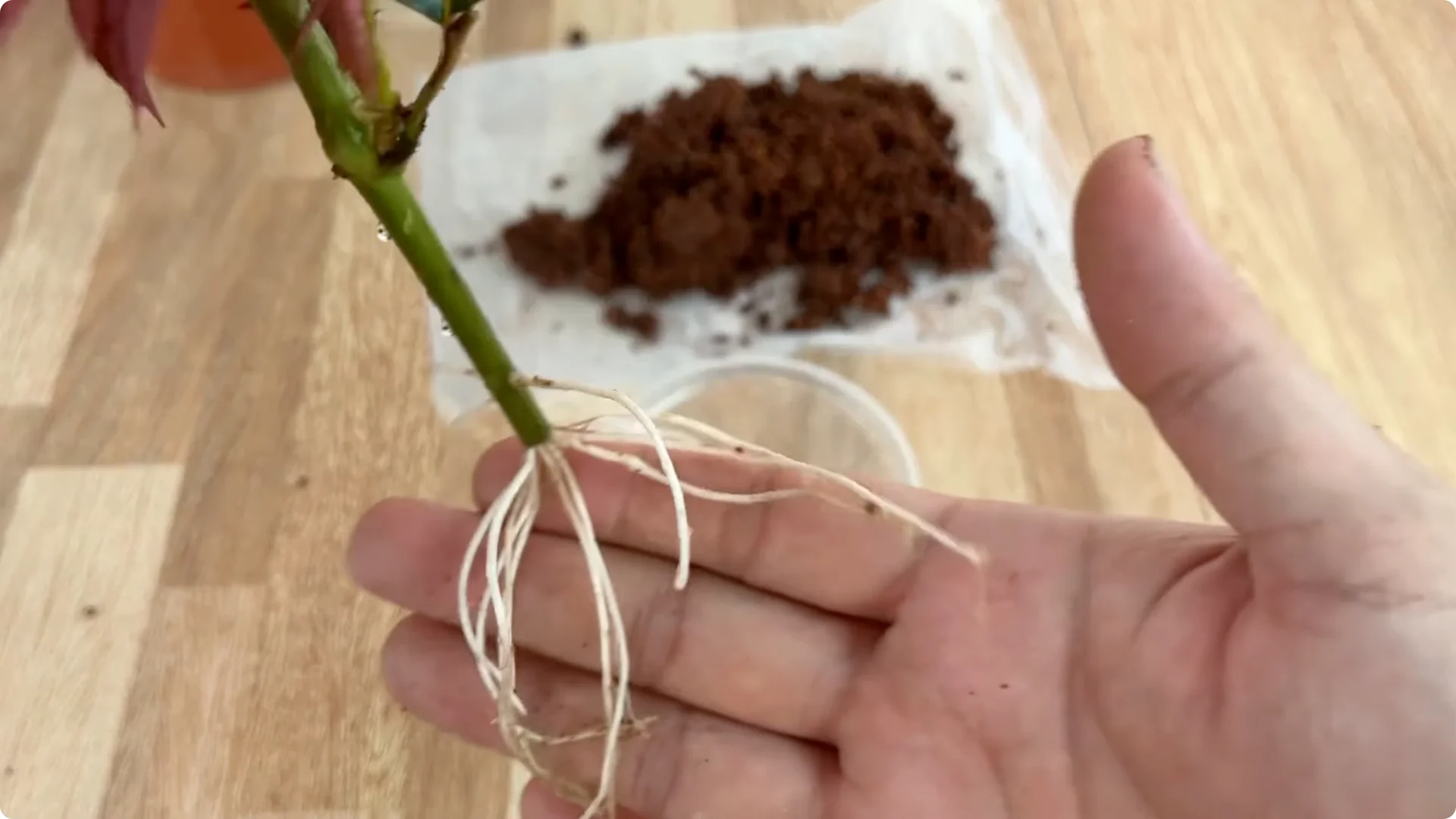 The Secret to Growing Healthy Rose Plants with One Simple Step screenshot 10