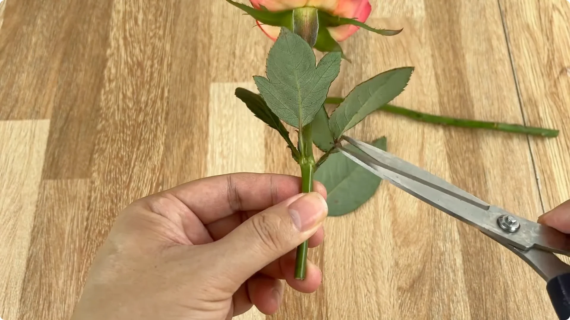 The Secret to Growing Healthy Rose Plants with One Simple Step screenshot 2