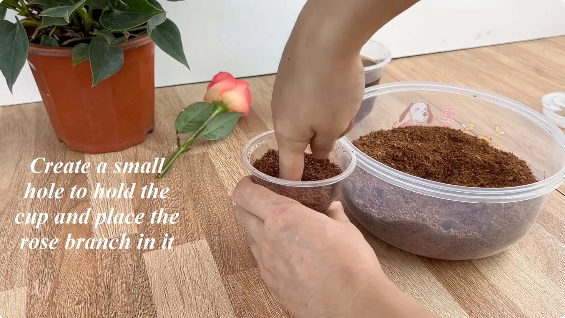 The Secret to Growing Healthy Rose Plants with One Simple Step screenshot 6
