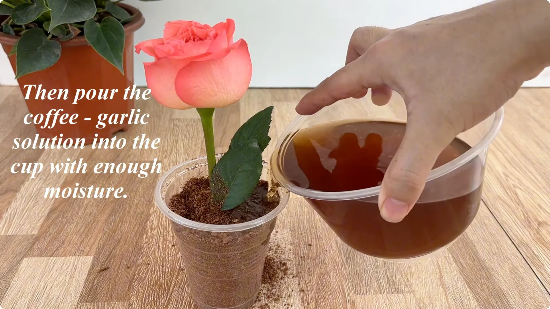 The Secret to Growing Healthy Rose Plants with One Simple Step screenshot 7