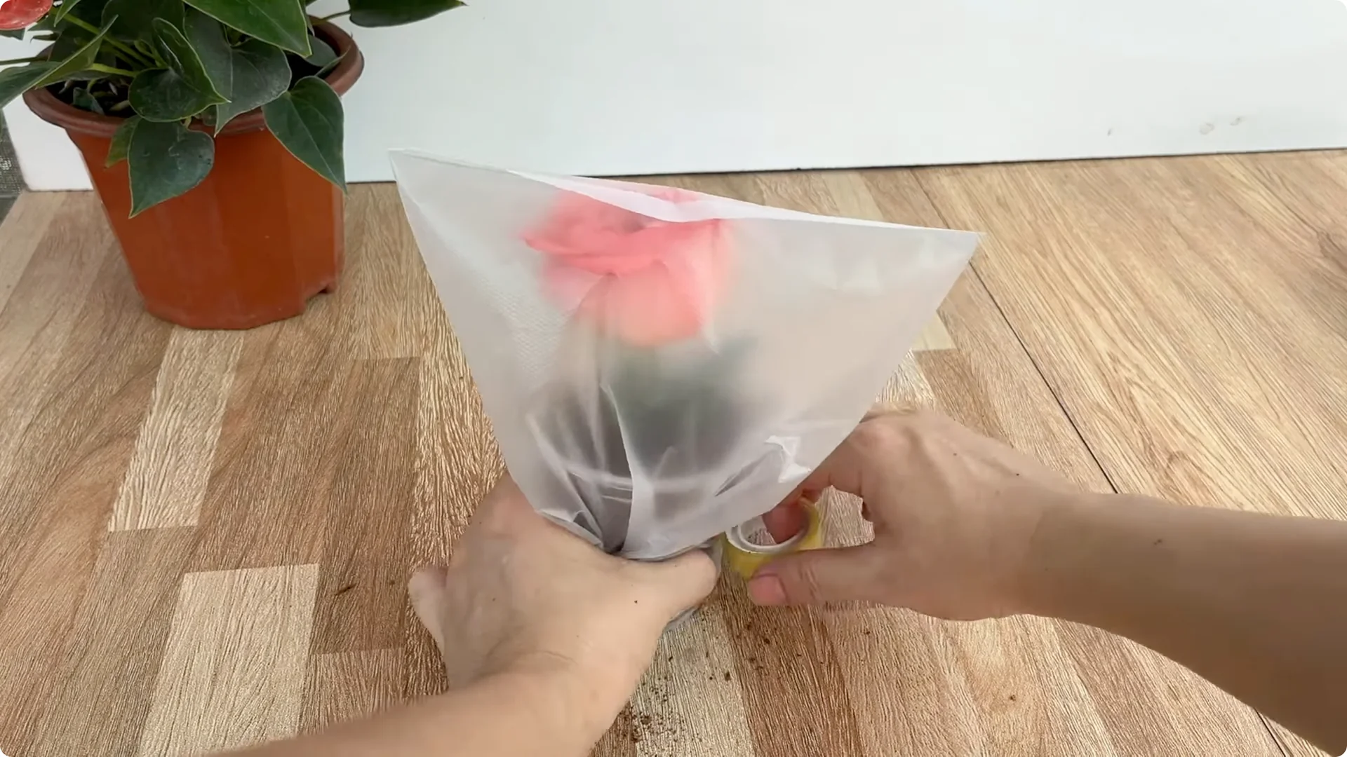 The Secret to Growing Healthy Rose Plants with One Simple Step screenshot 8