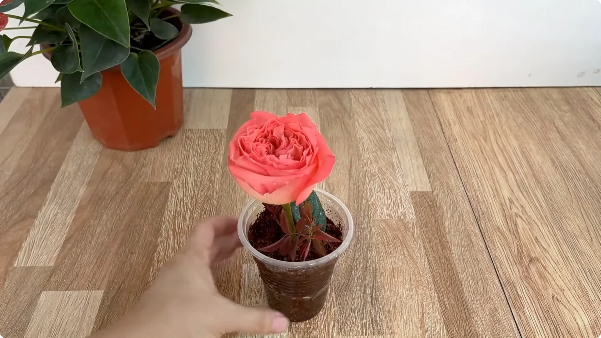The Secret to Growing Healthy Rose Plants with One Simple Step screenshot 9
