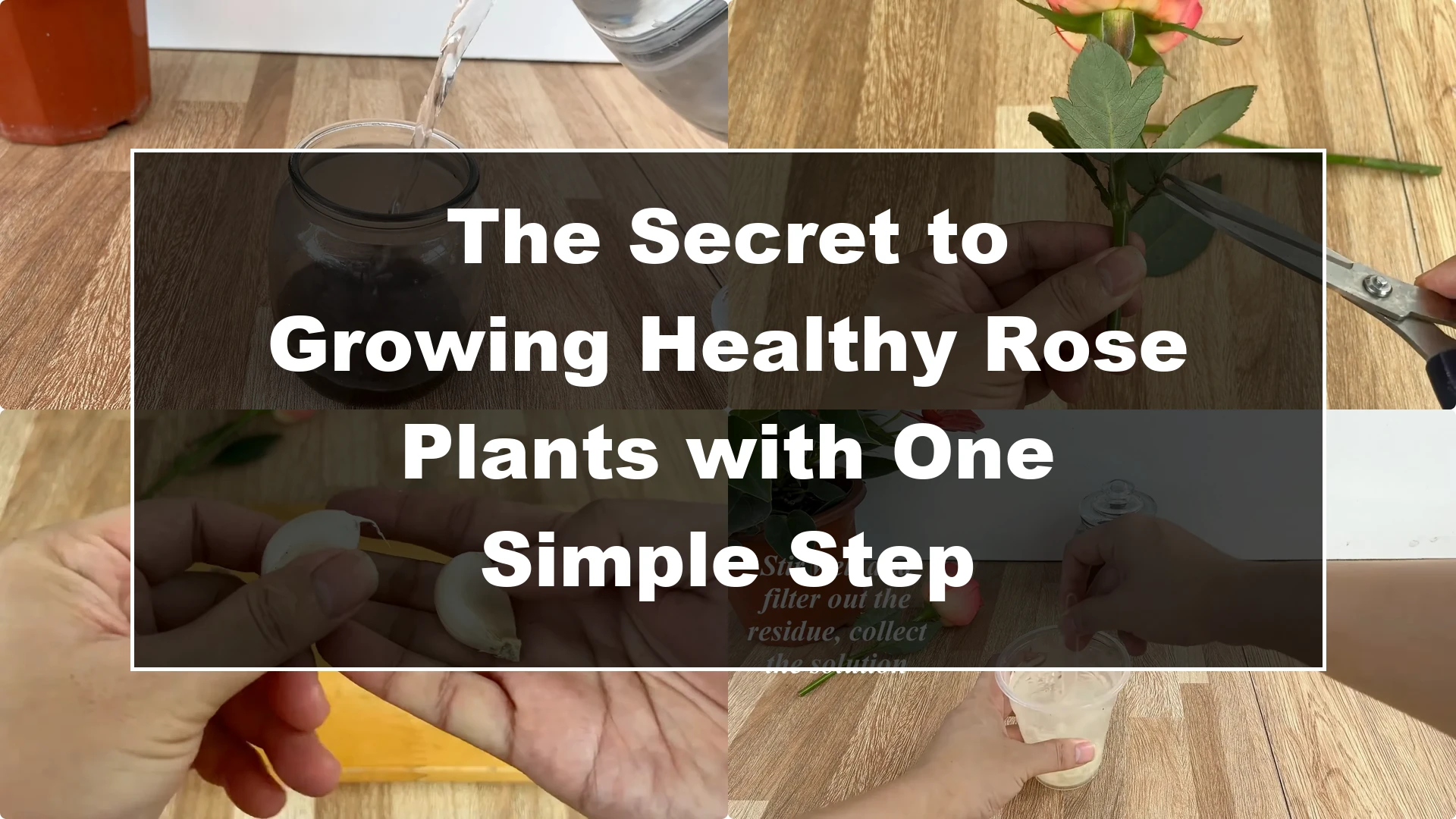 The Secret to Growing Healthy Rose Plants with One Simple Step - Featured Image