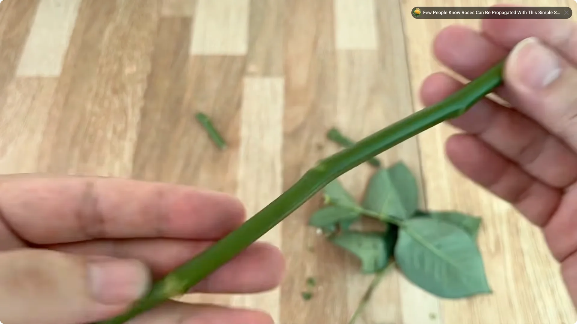The Secret to Growing Rose Plants with Abundant Roots and Blooms screenshot 1