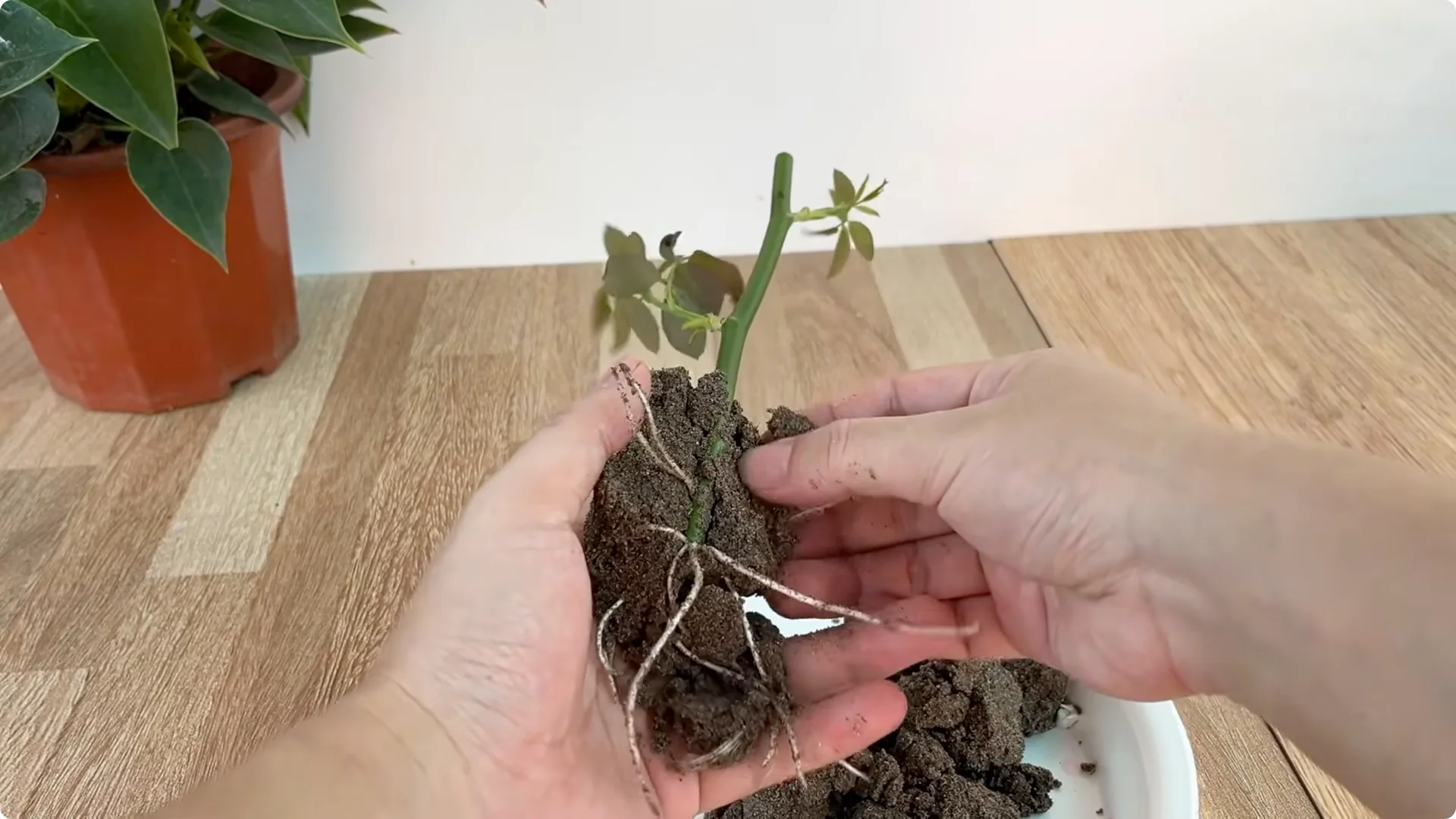 The Secret to Growing Rose Plants with Abundant Roots and Blooms screenshot 5