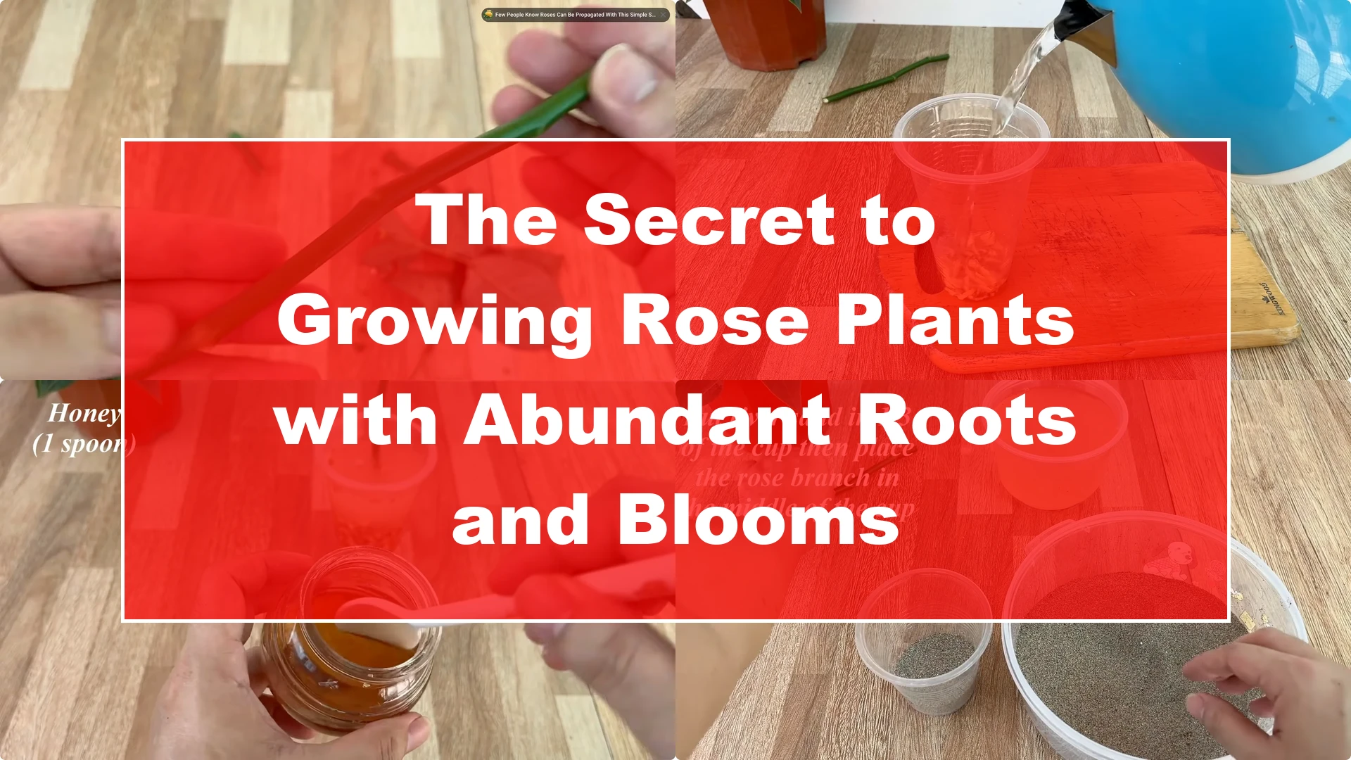 The Secret to Growing Rose Plants with Abundant Roots and Blooms - Featured Image