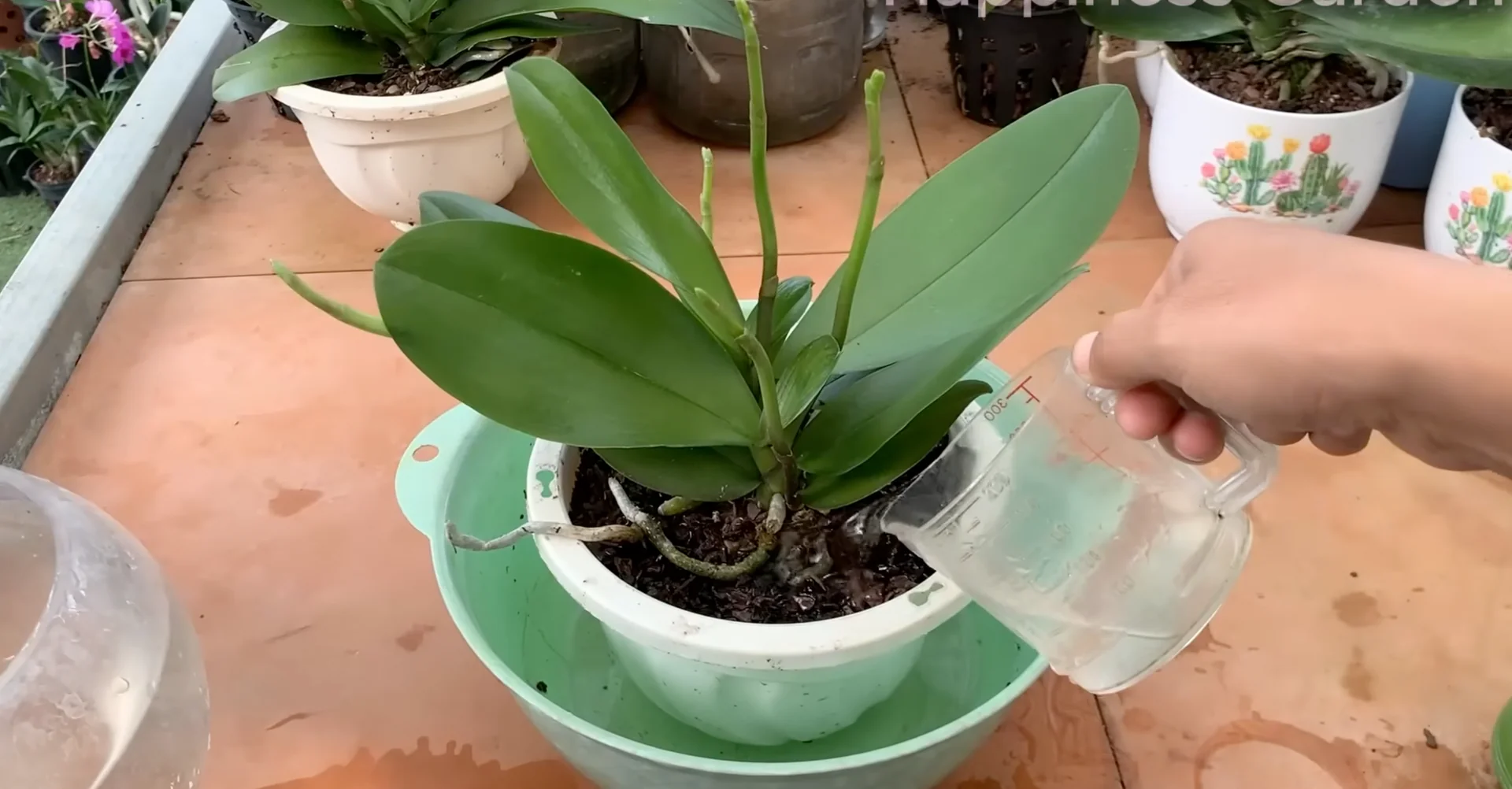 The Secret to Making Orchids Bloom Faster with 1 Simple Cup? screenshot 3