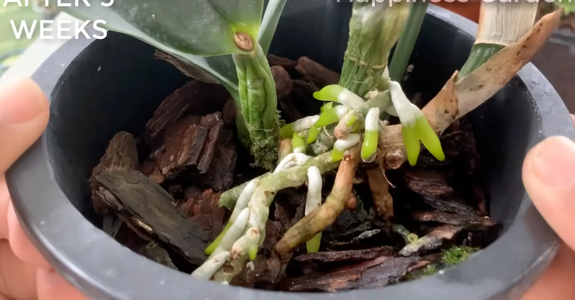 The Secret to Making Orchids Bloom Faster with 1 Simple Cup? screenshot 4