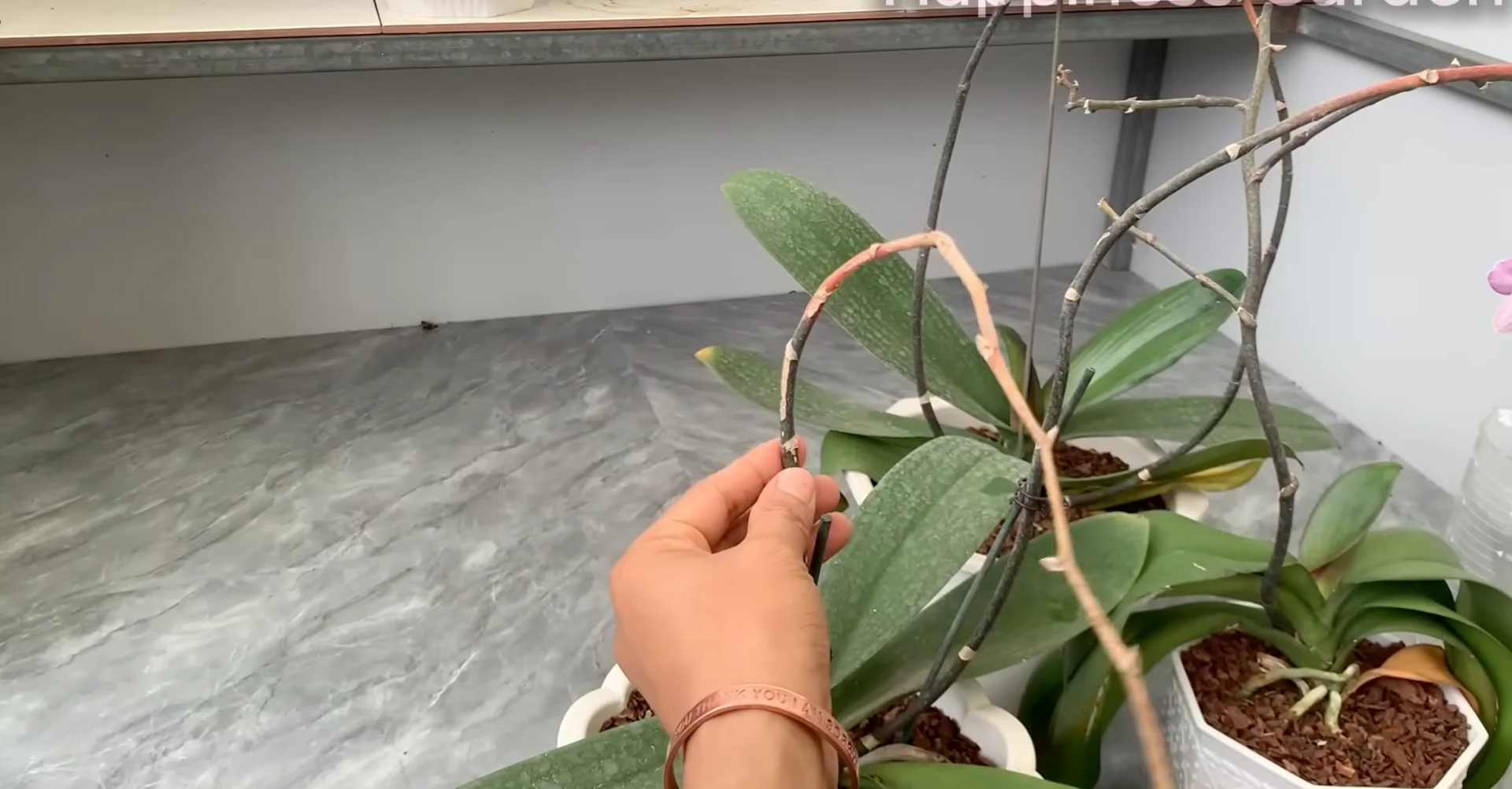 The Secret to Making Orchids Bloom Faster with 1 Simple Cup? screenshot 6
