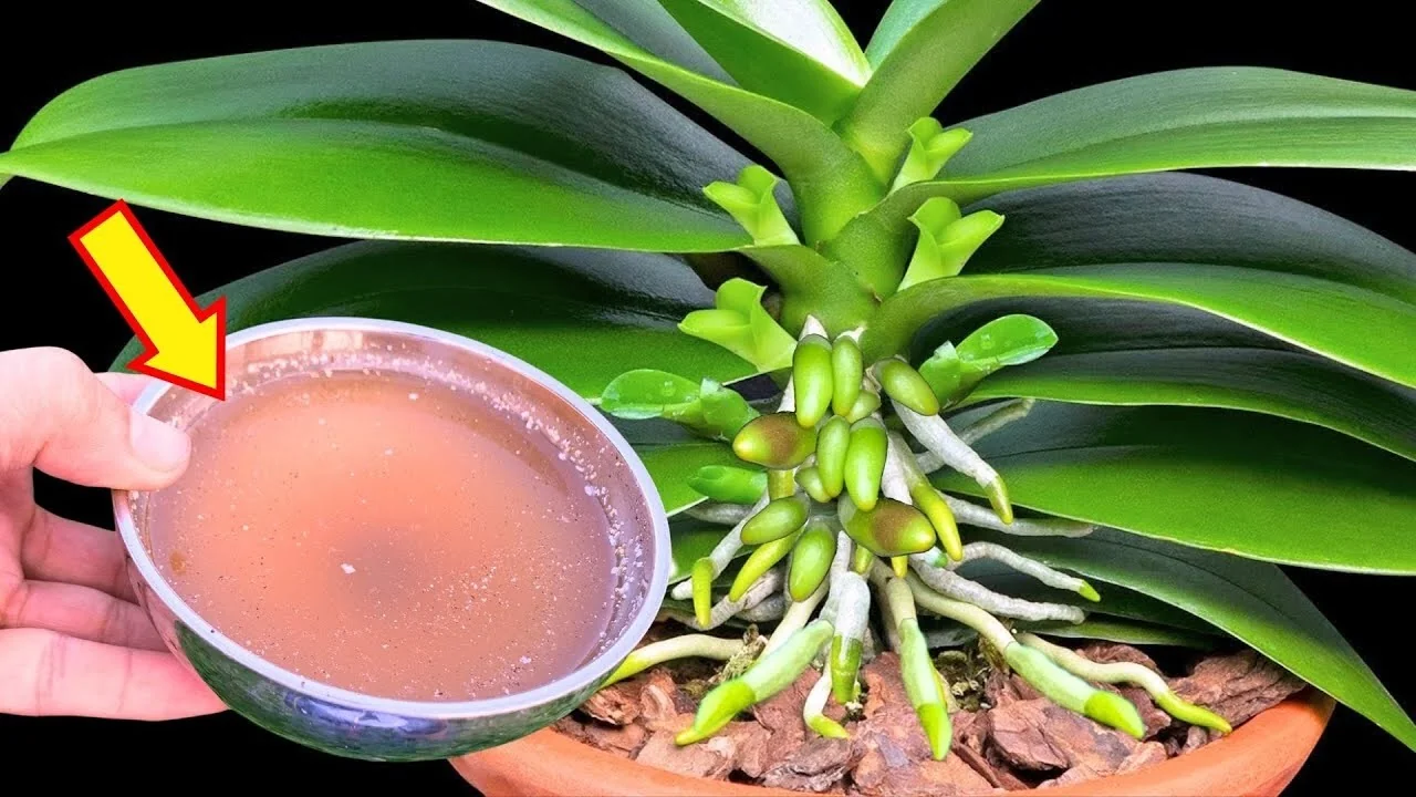 The Secret to Making Orchids Bloom Faster with 1 Simple Cup? - Featured Image