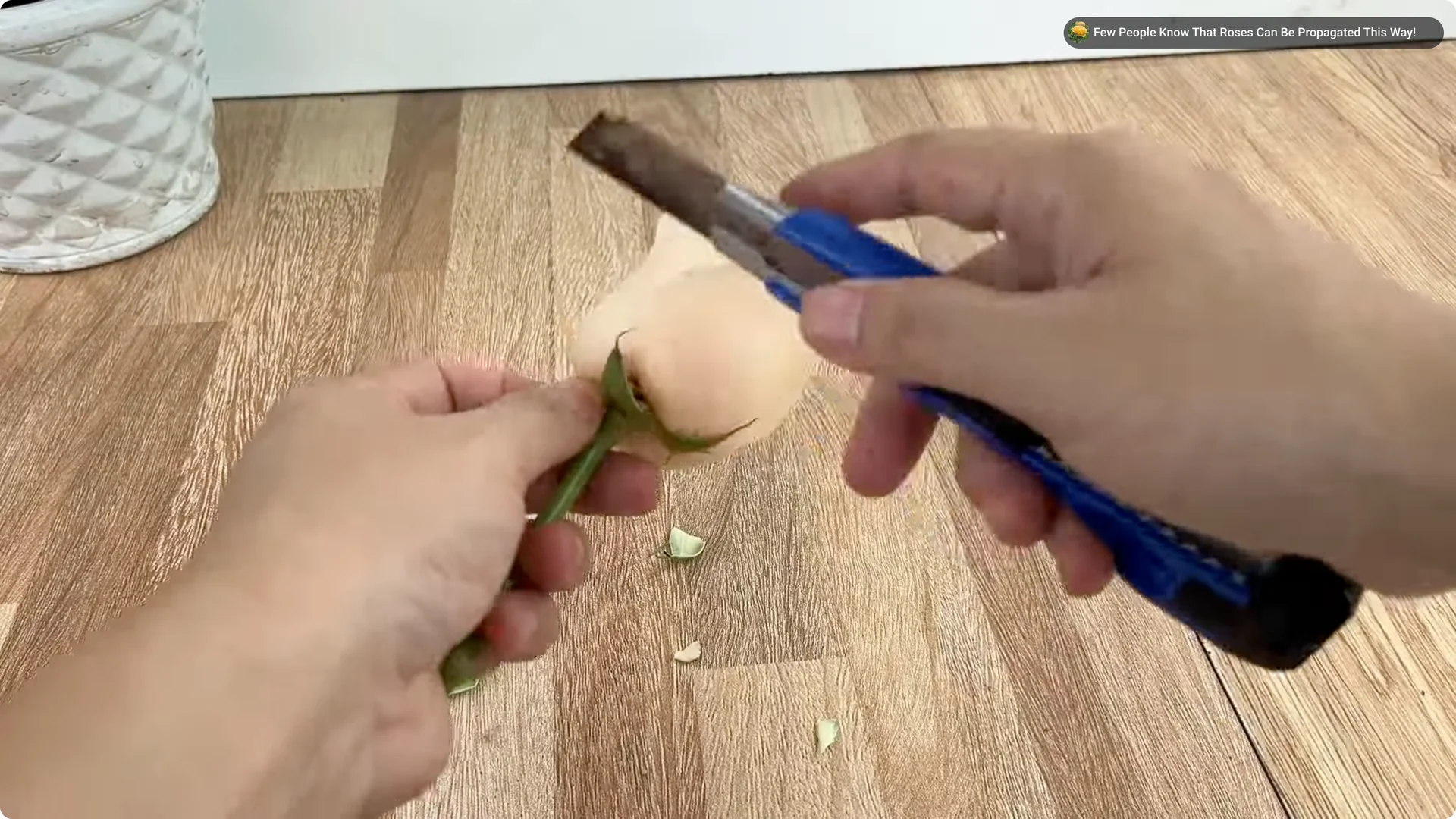The Secret to Successfully Propagating Any Rose Revealed screenshot 1