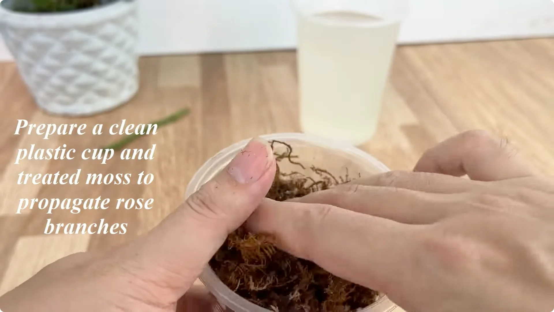 The Secret to Successfully Propagating Any Rose Revealed screenshot 4
