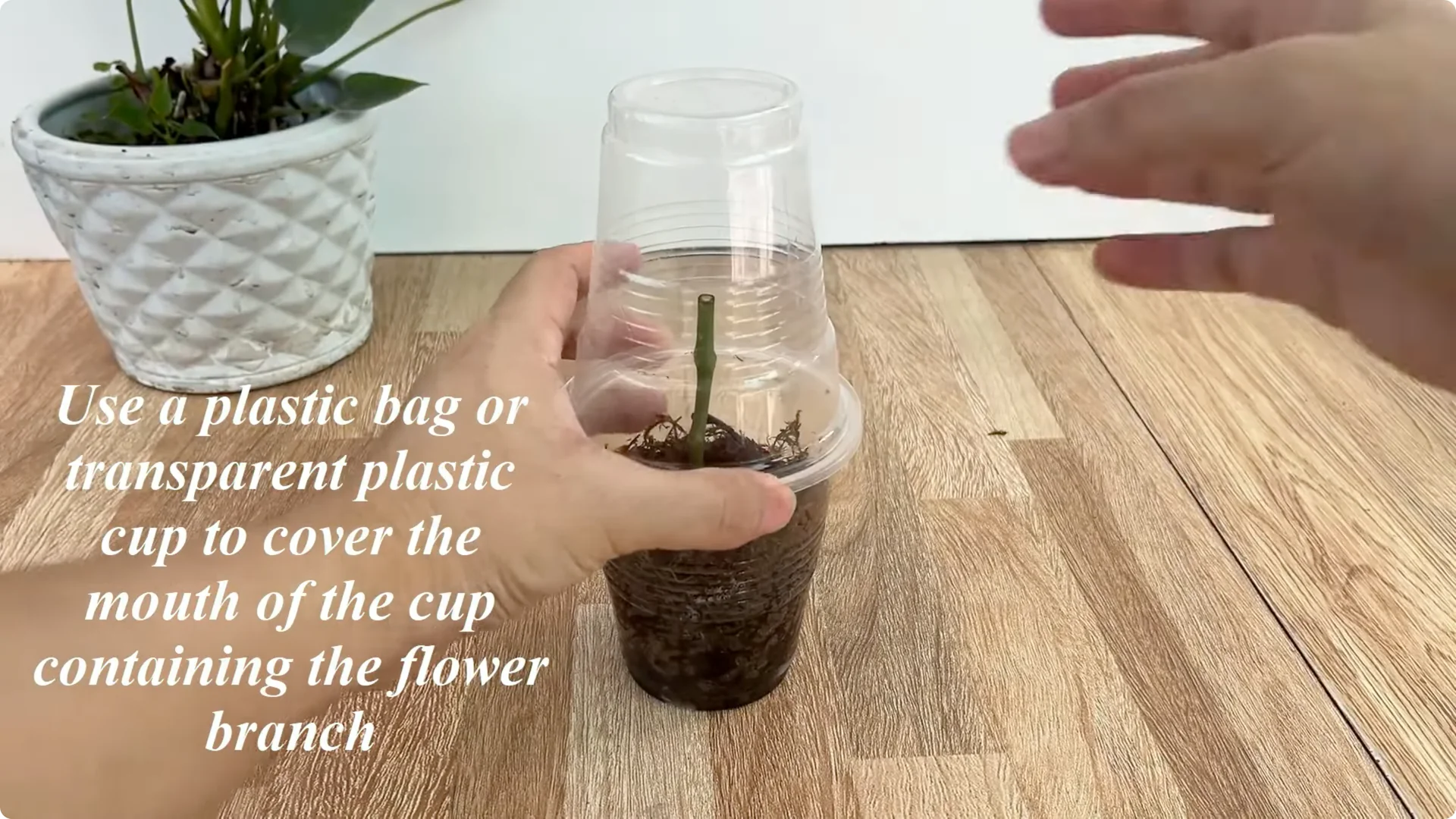 The Secret to Successfully Propagating Any Rose Revealed screenshot 5