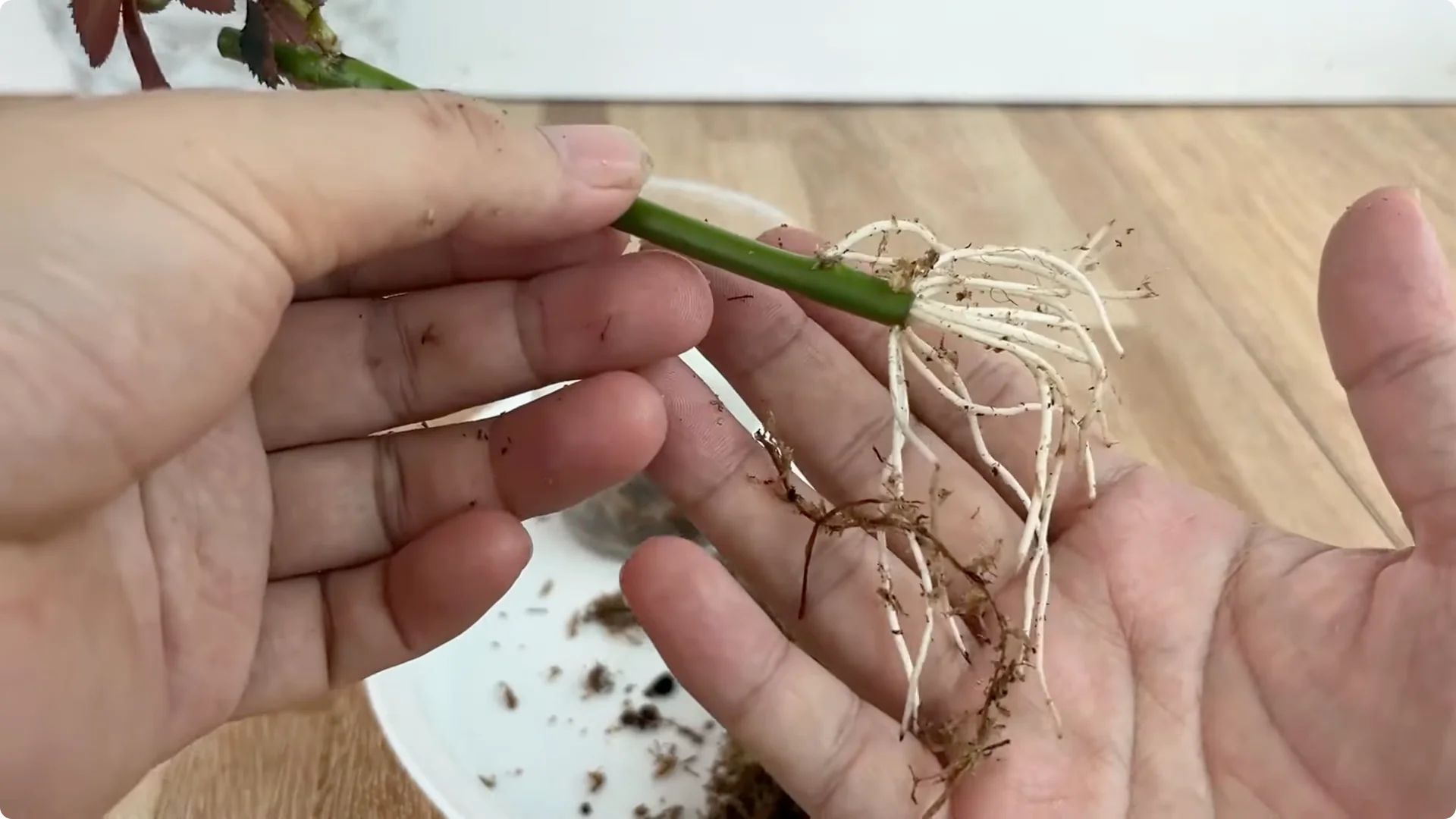 The Secret to Successfully Propagating Any Rose Revealed screenshot 6