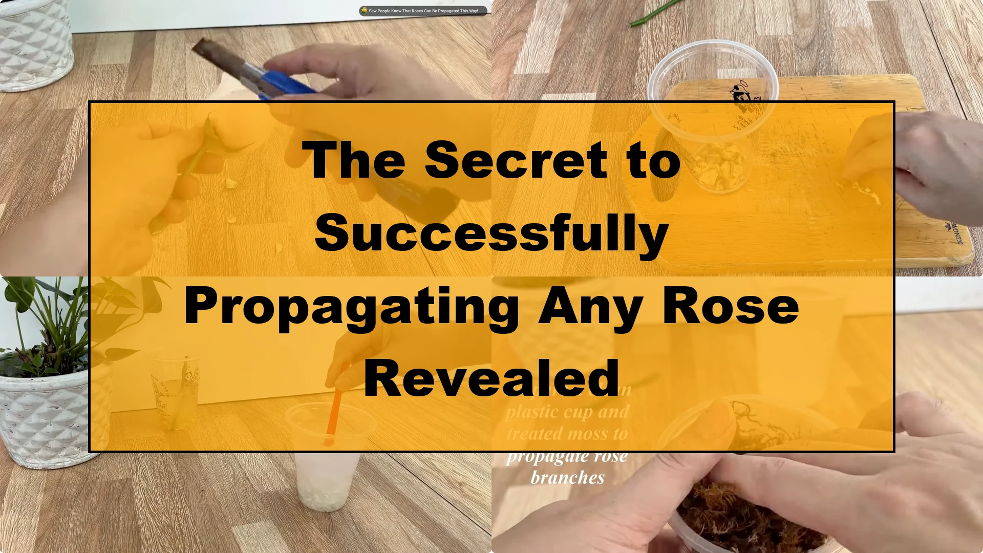 The Secret to Successfully Propagating Any Rose Revealed - Featured Image